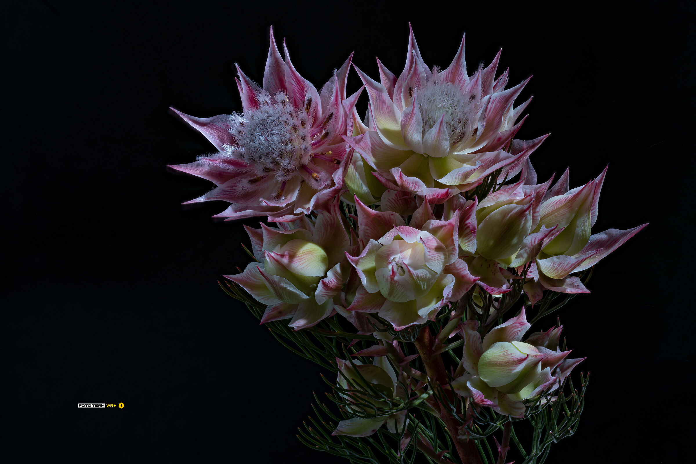 blushing bride protea