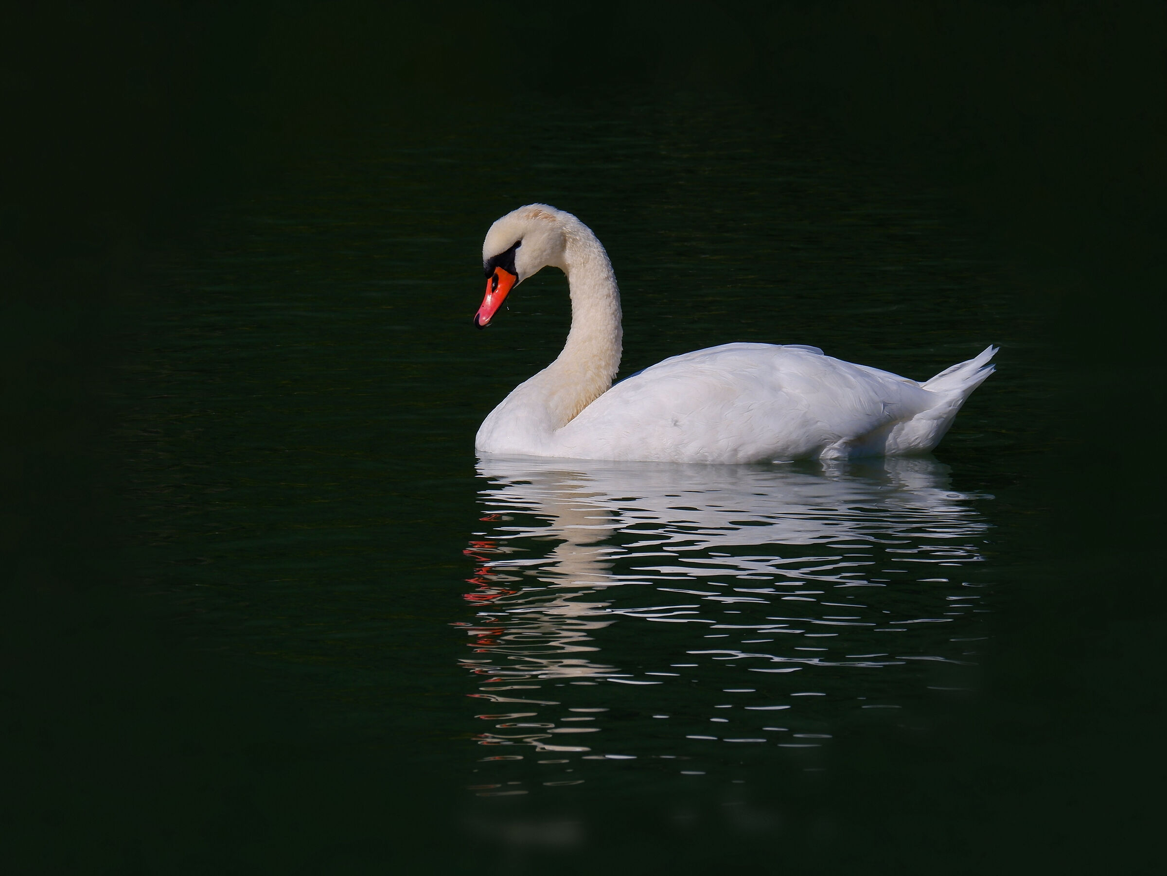 IL Narciso di Alleghe