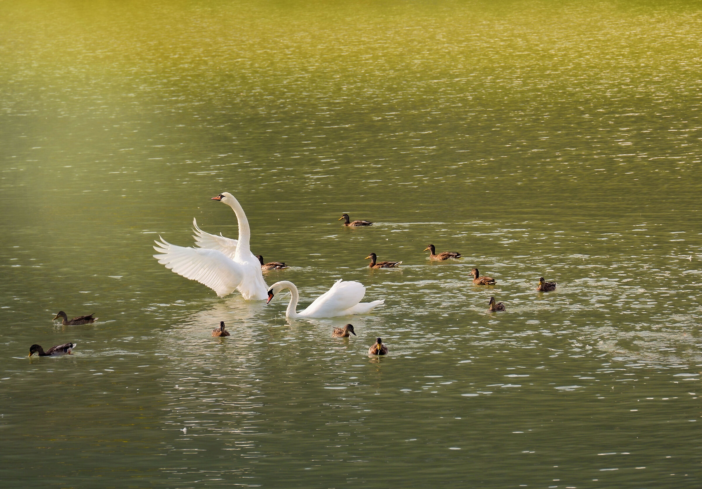 La Luce! Andiamo !!!"