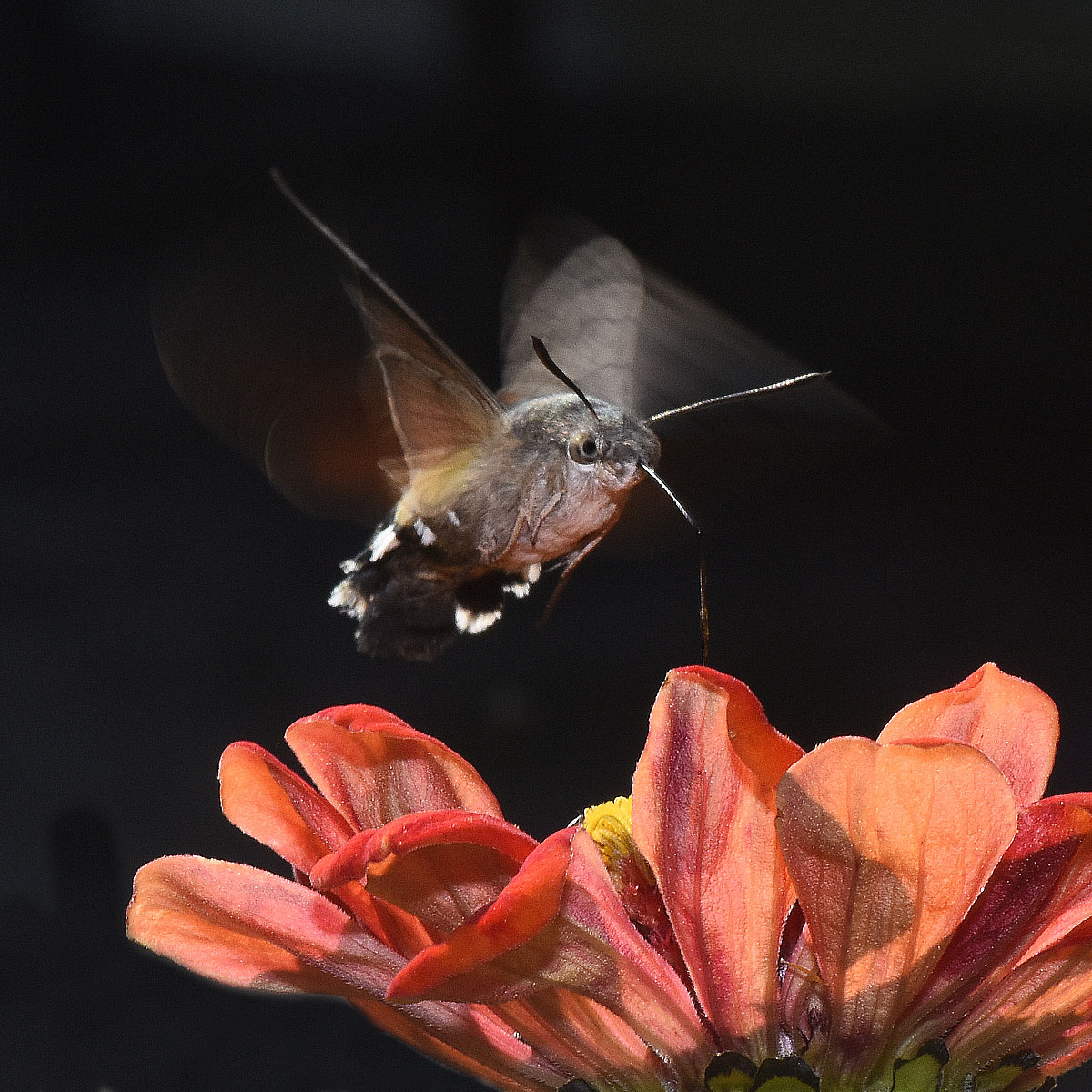 Sphinx on zinnia (Macroglossum stellatarum)