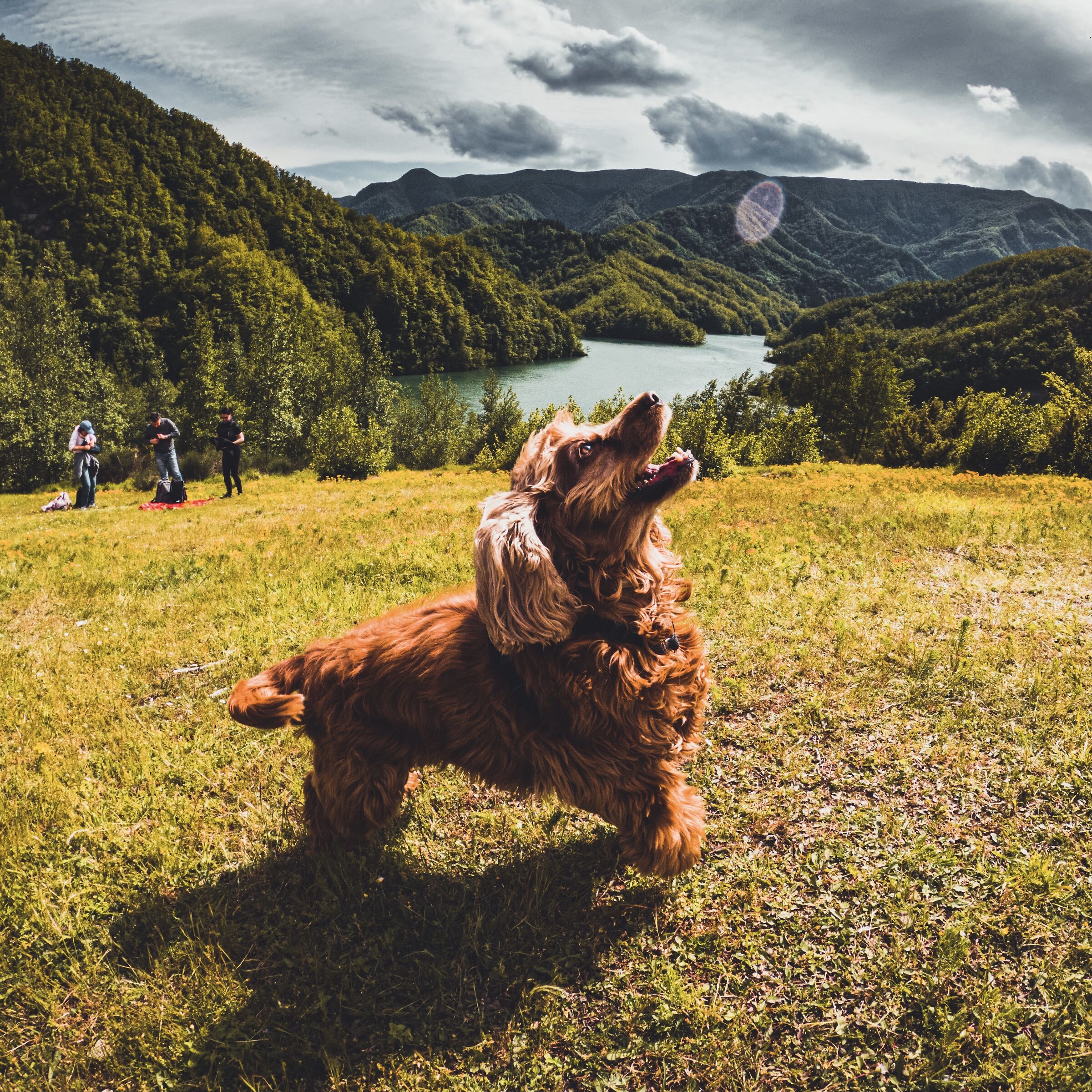 The dog and the light flicker