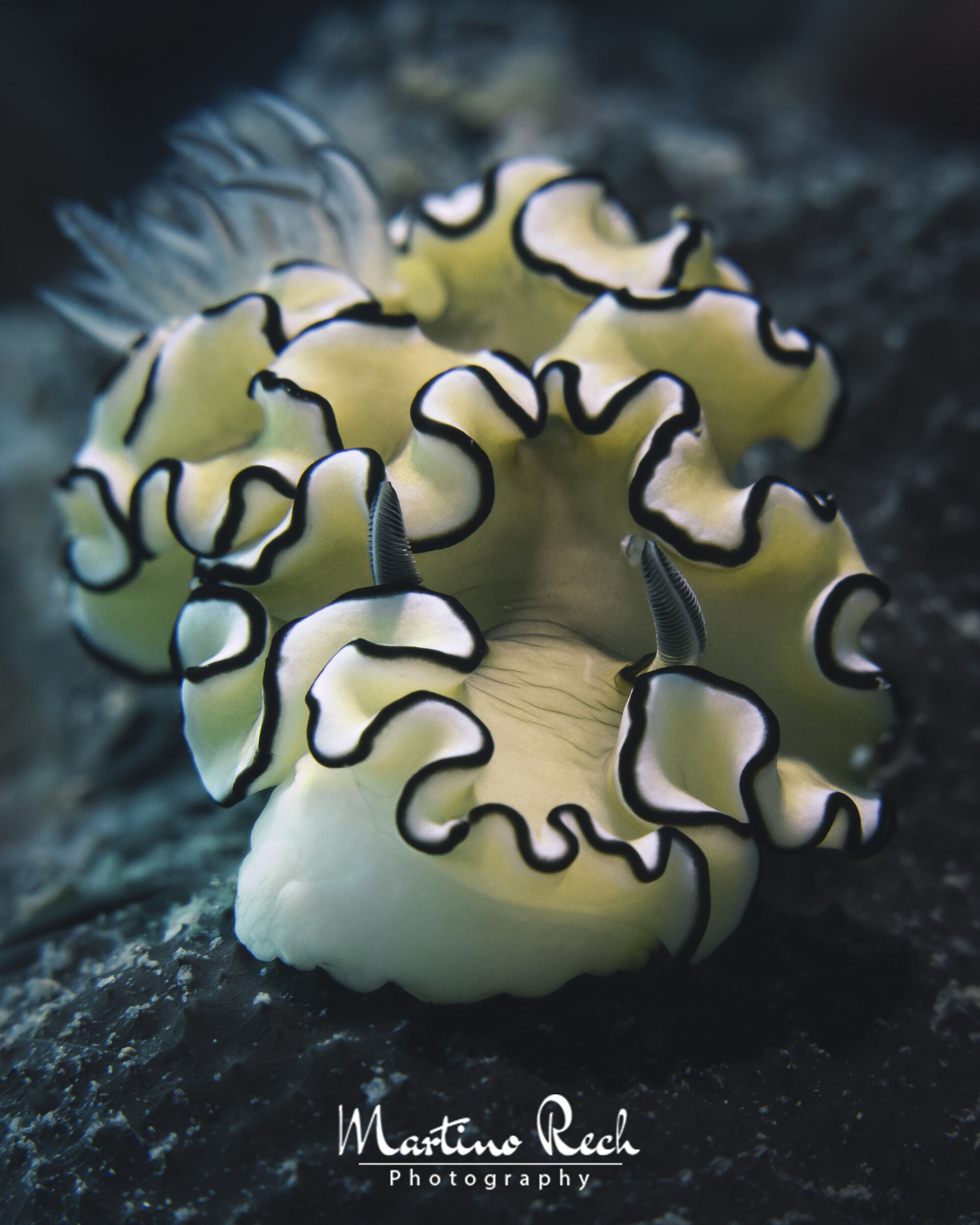 Doriprismatica atromarginata