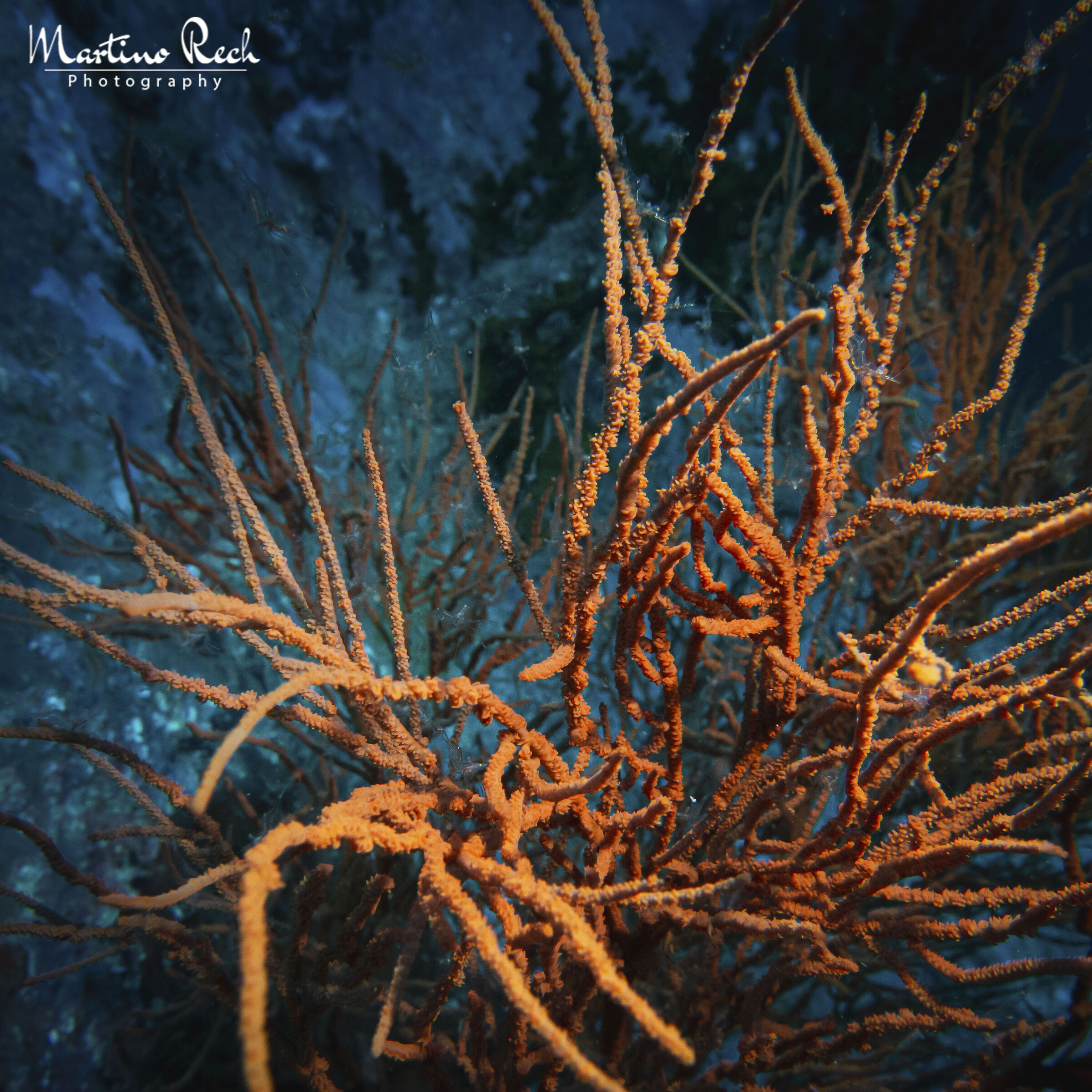 Cespuglio di corallo