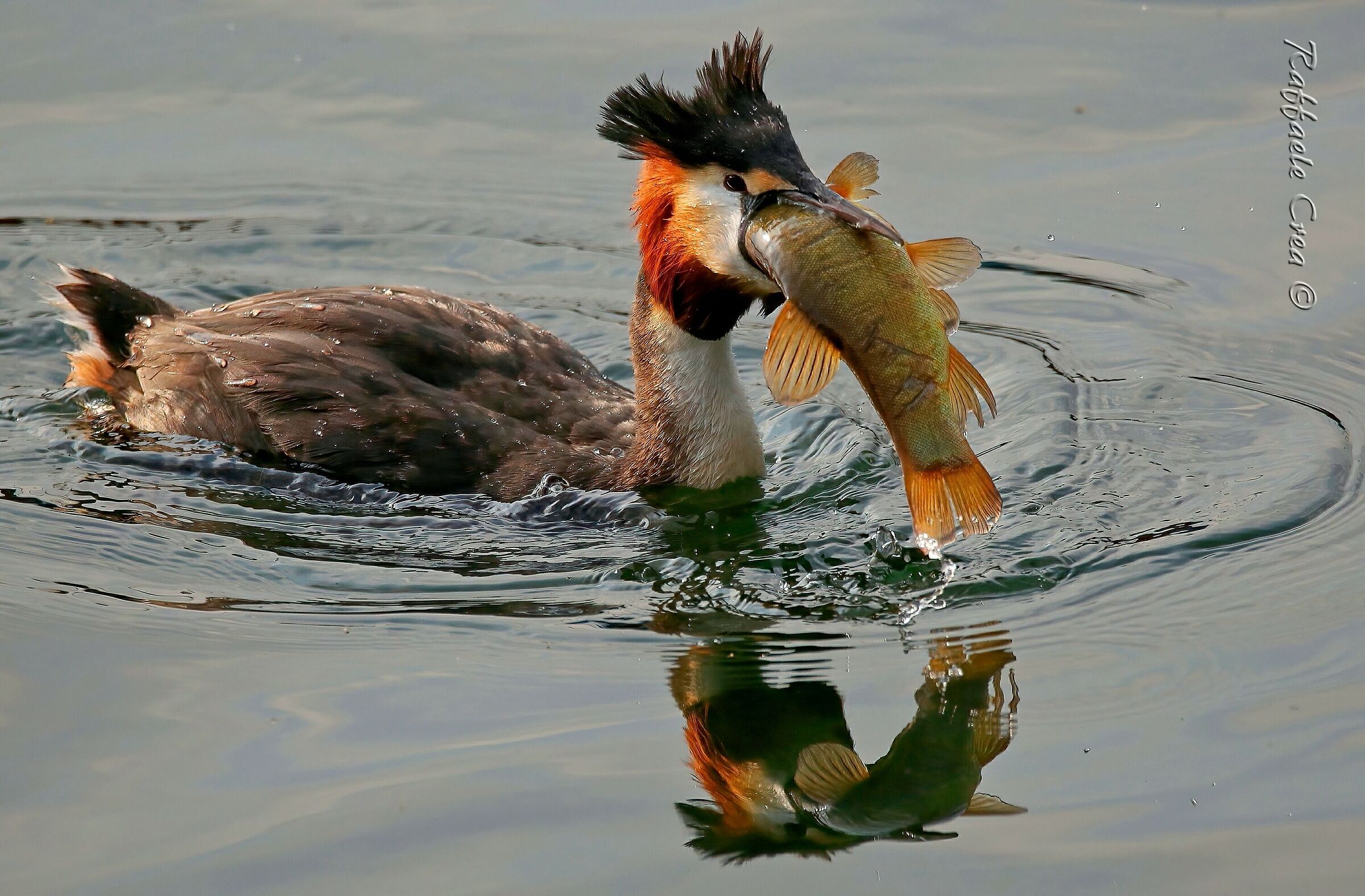 The Great Grebe and the Tinca