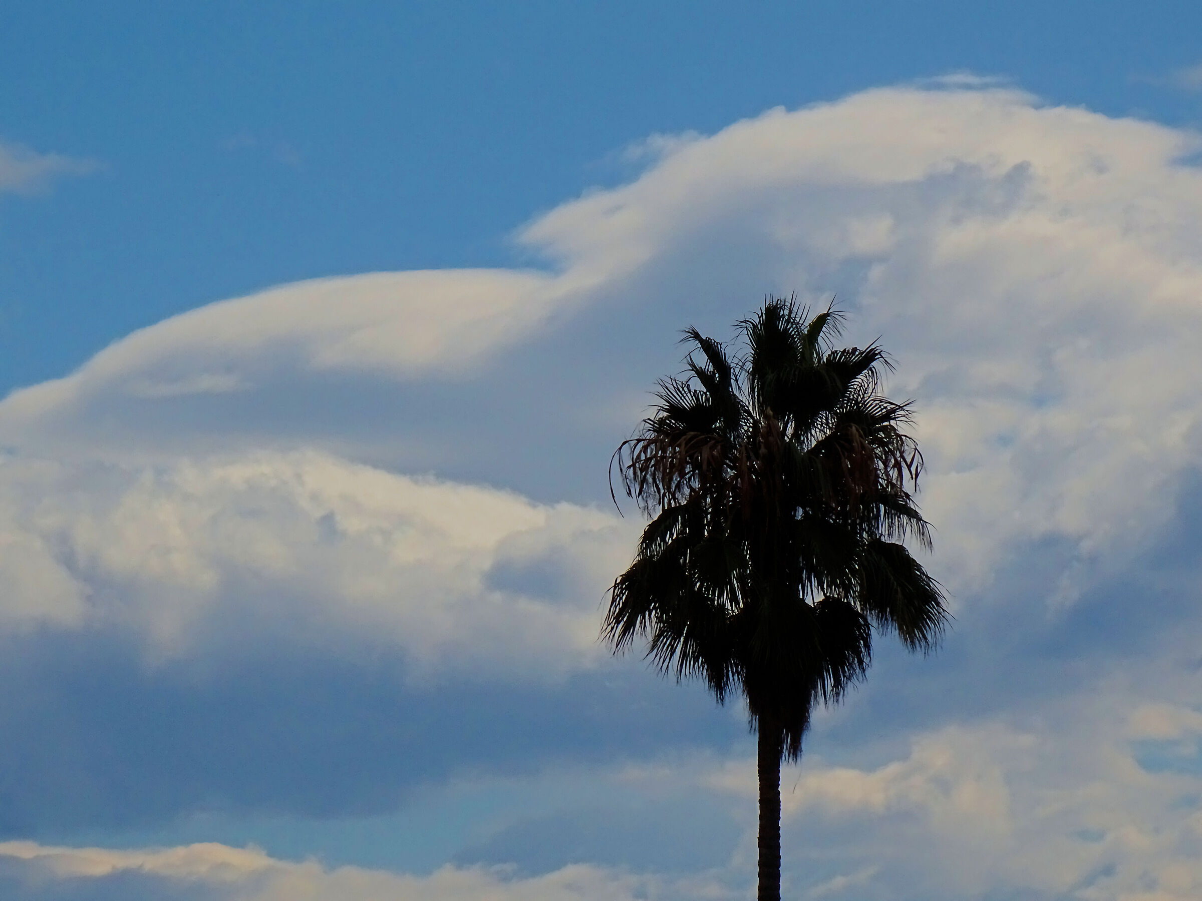 La palma e le nubi