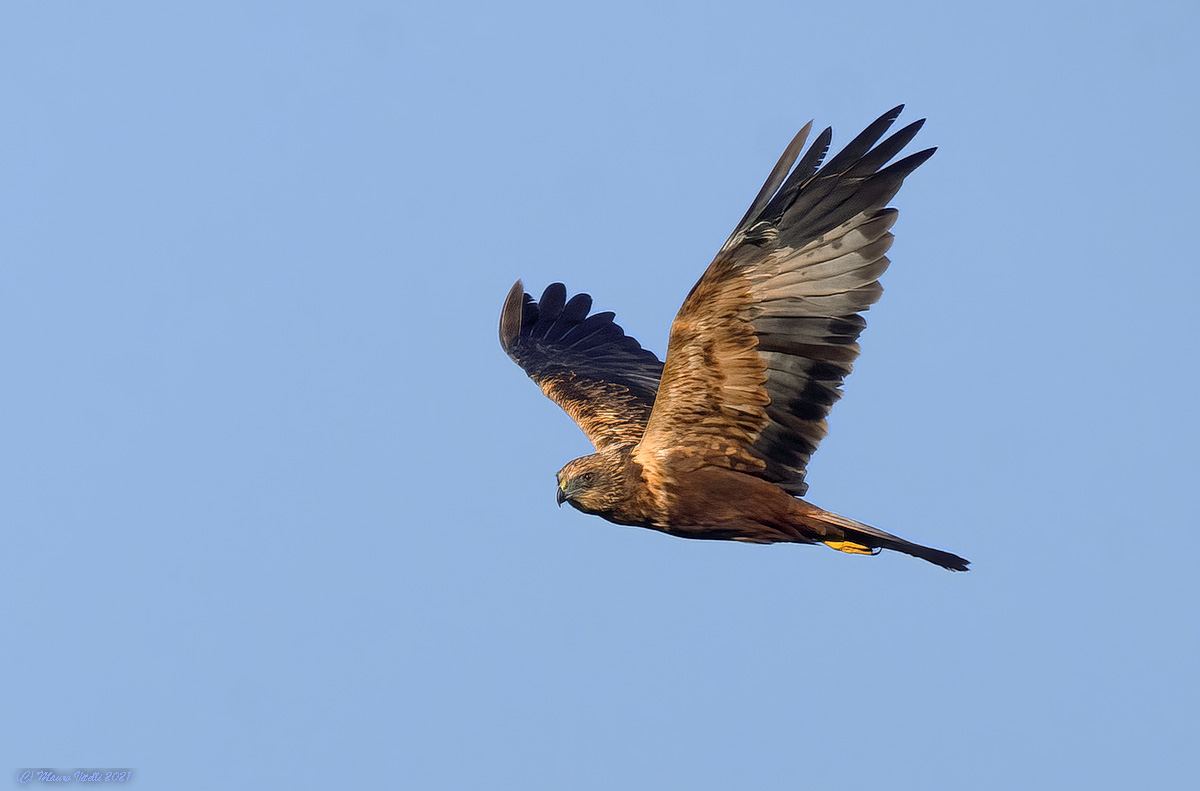 Marsh falcon (Circus aeruginosus) male