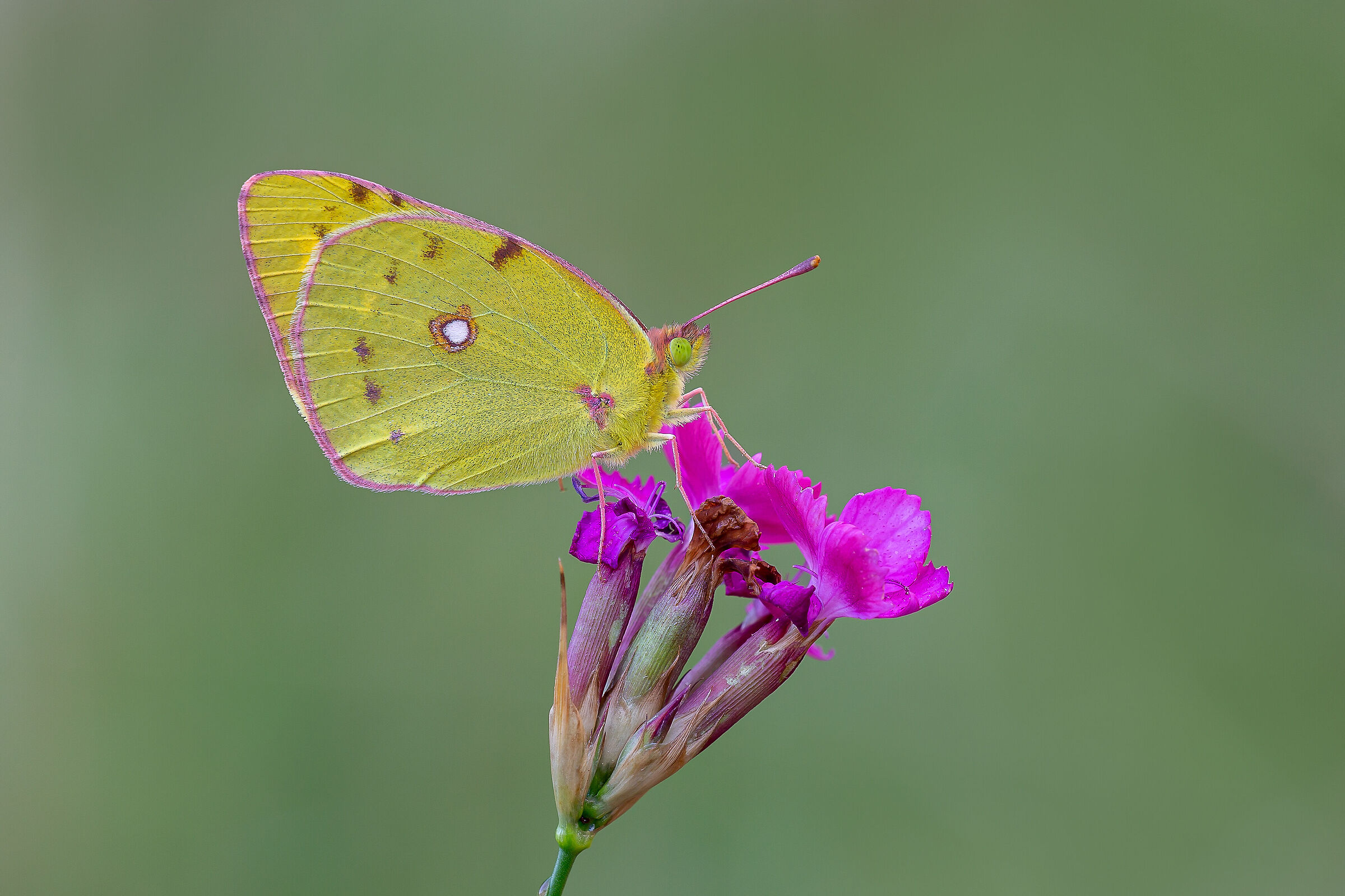 Colias Crocea