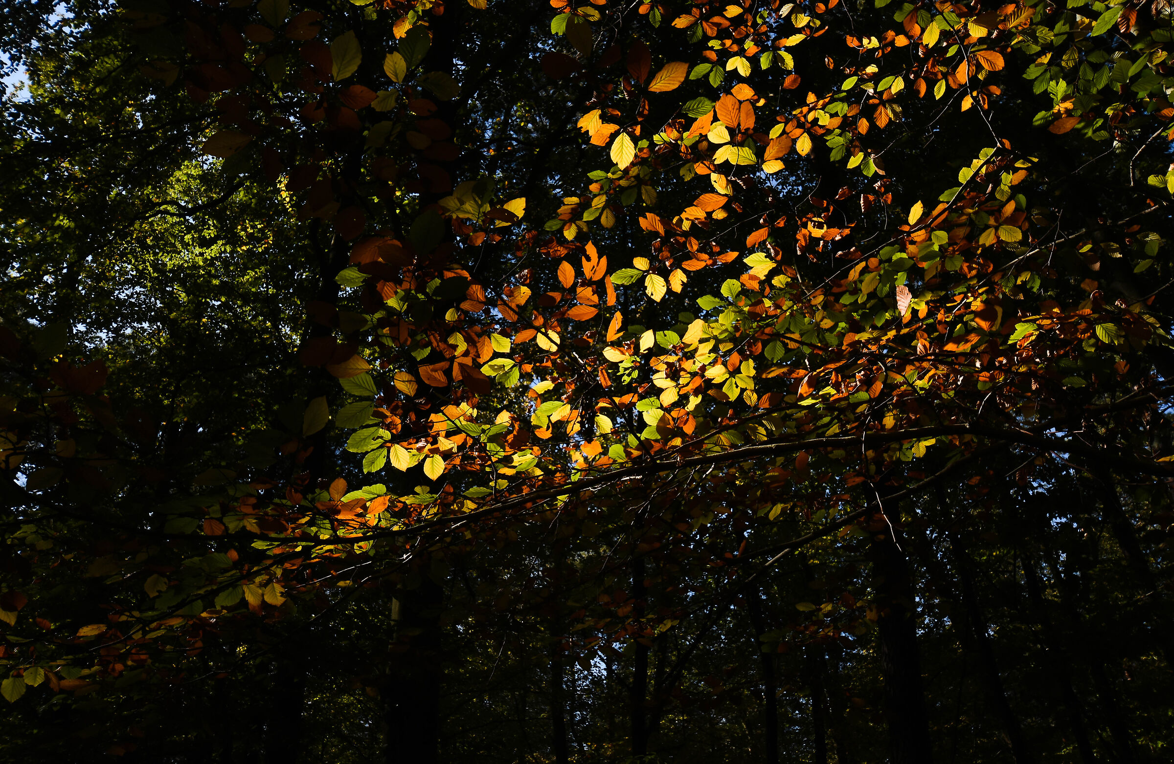 Kabacki Forest, Varsavia 3
