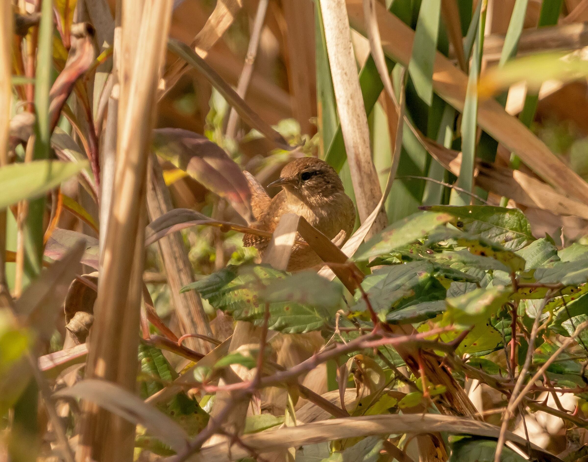 Scricciolo comune in sosta Oasi Lipu 7/10/2021