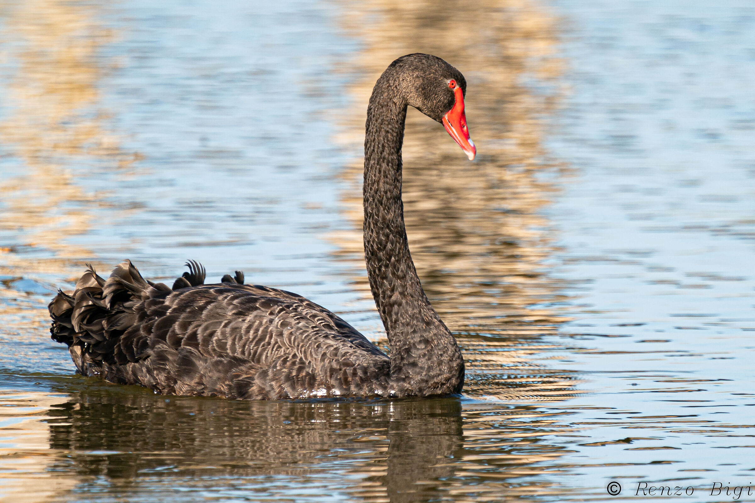 Cigno nero