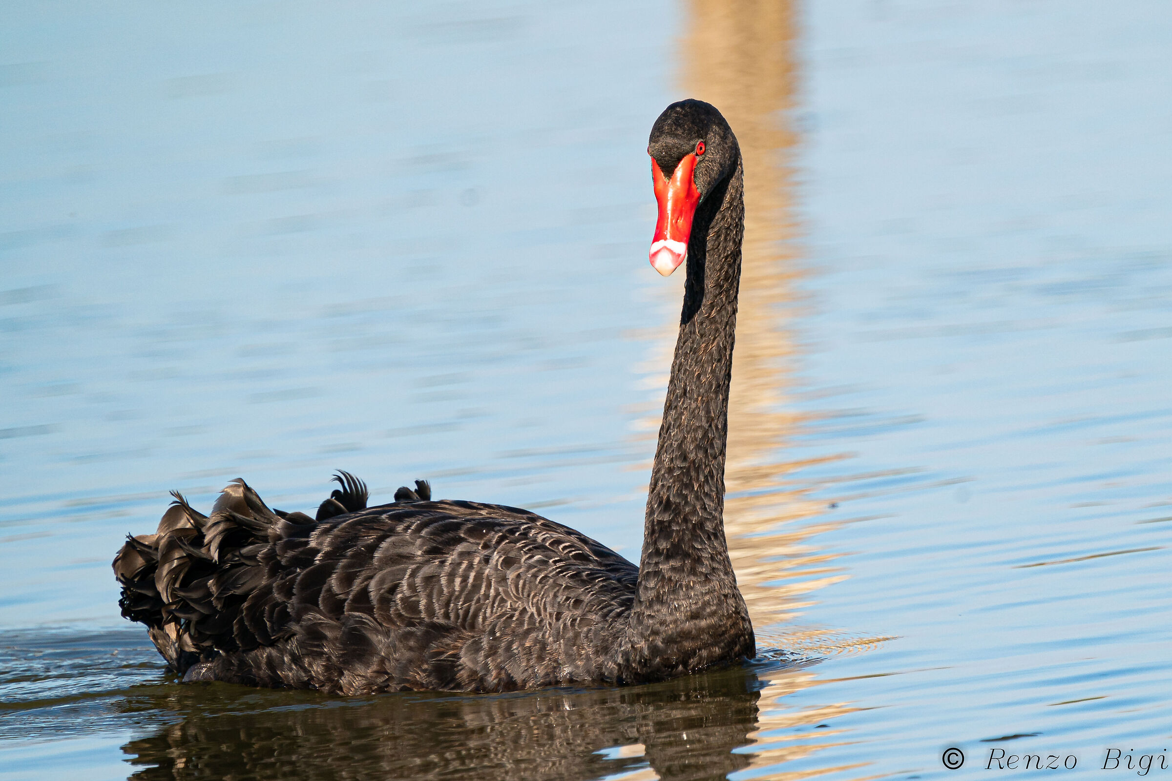 Cigno nero