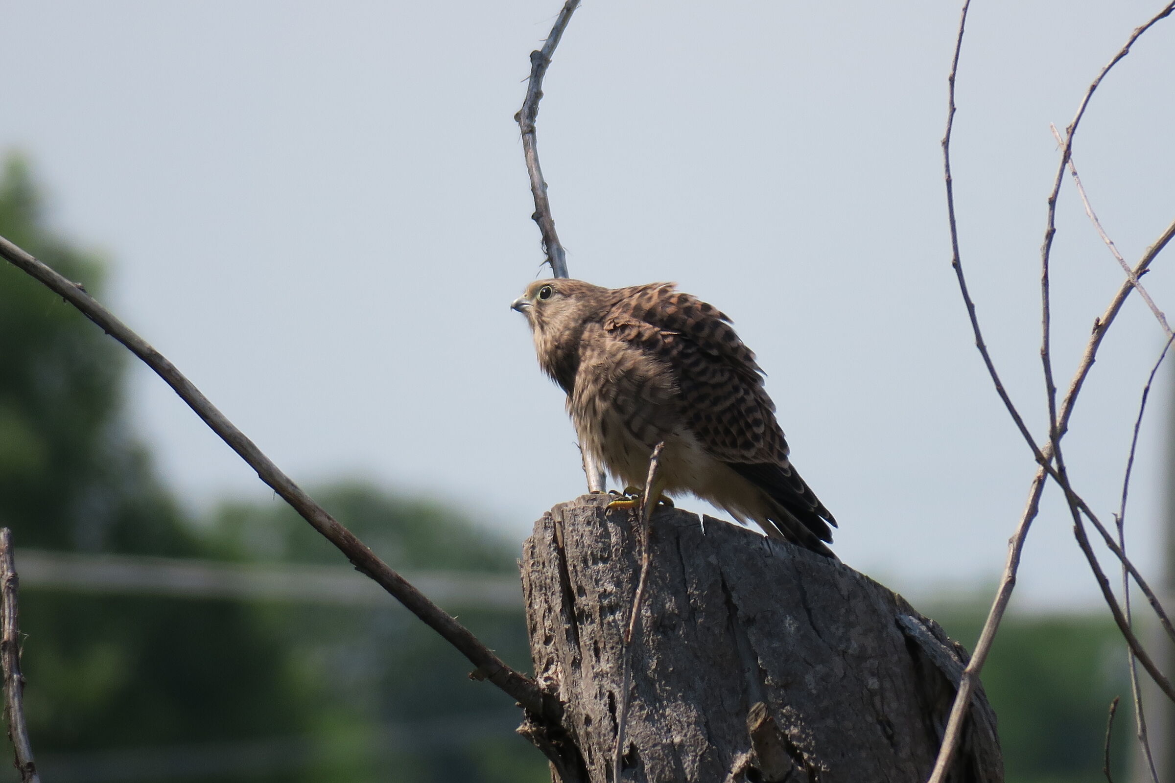 Kestrel