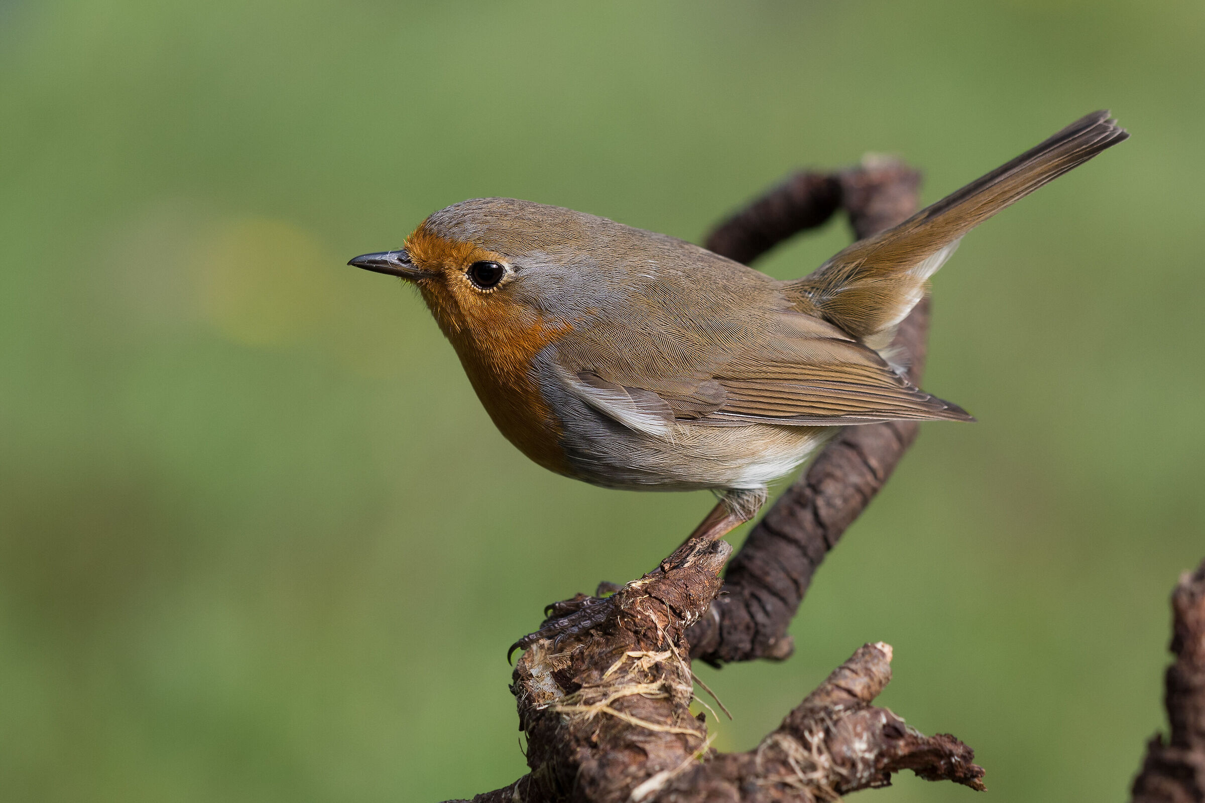 Pettirosso (Erithacus rubecula)