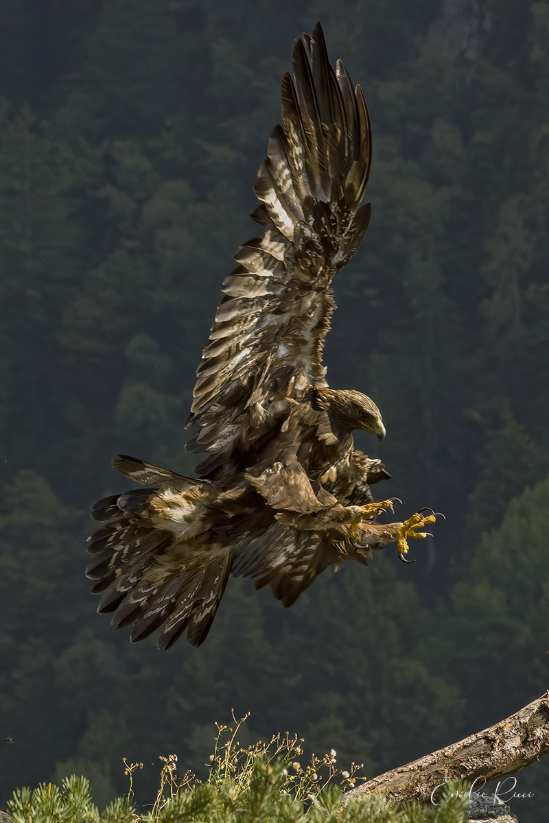 Aquila reale -Alpi Italiane-