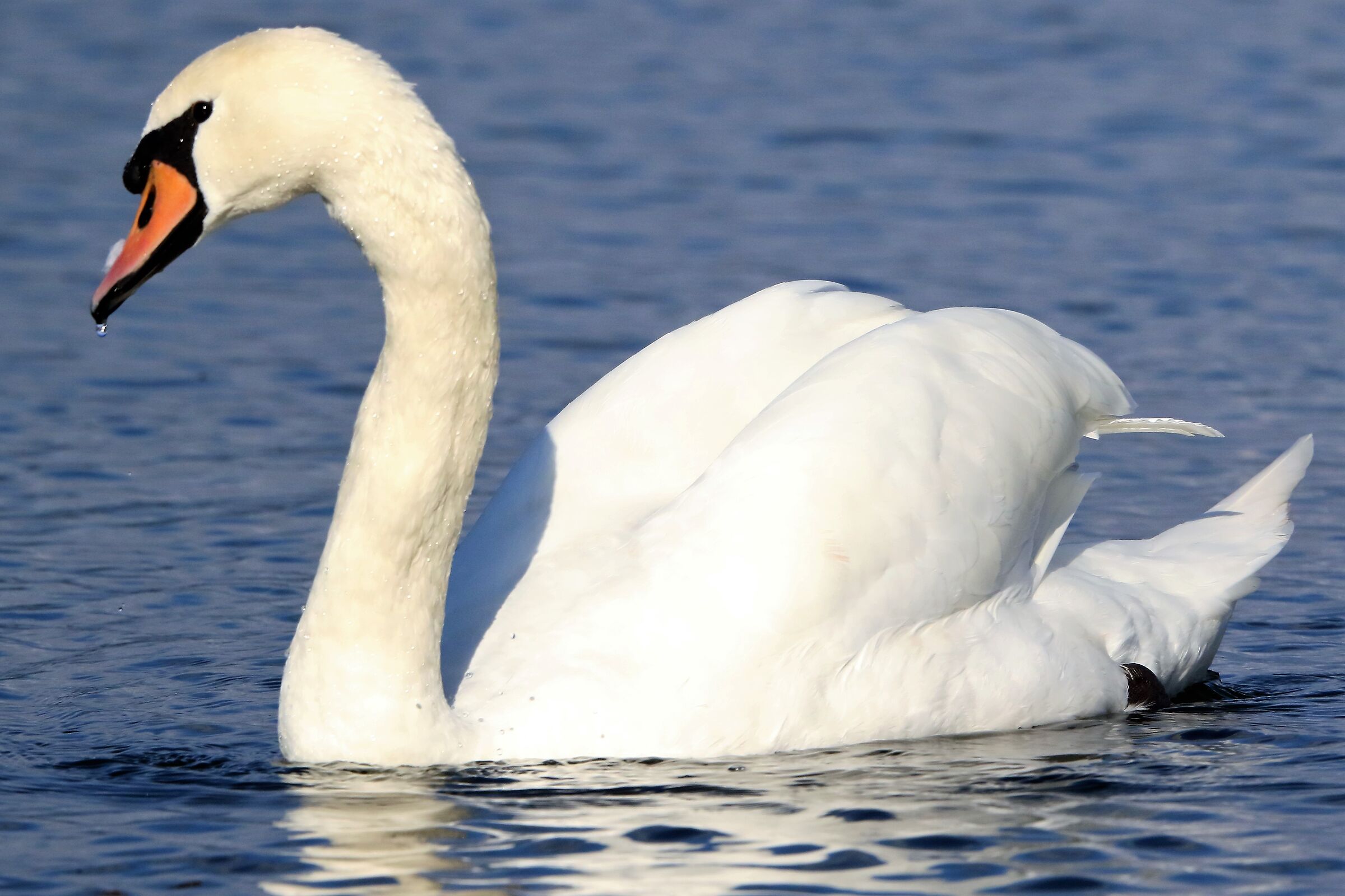 swan