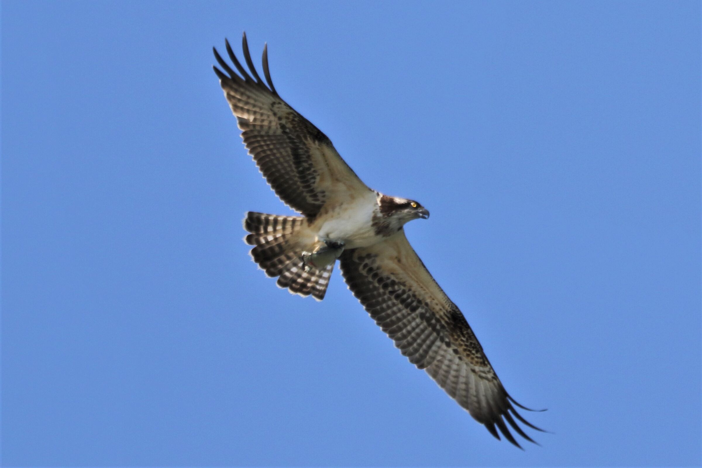 Osprey with prey 143