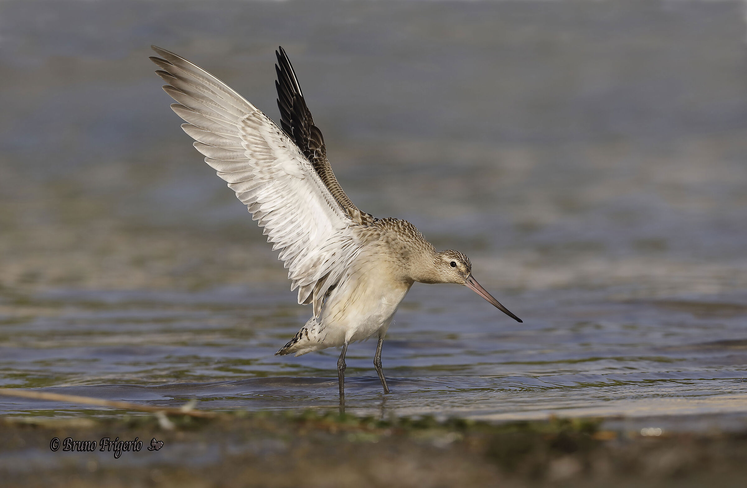 PITTIMA MINOR IN STRETCHING