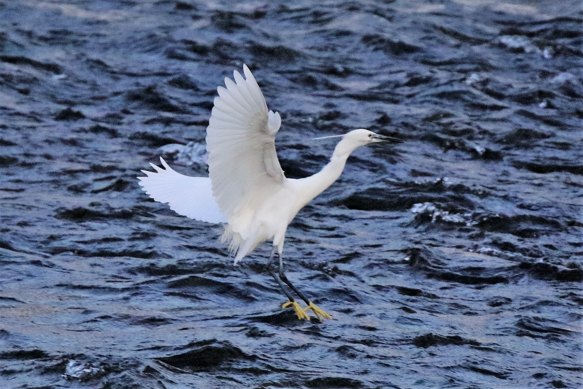 egret