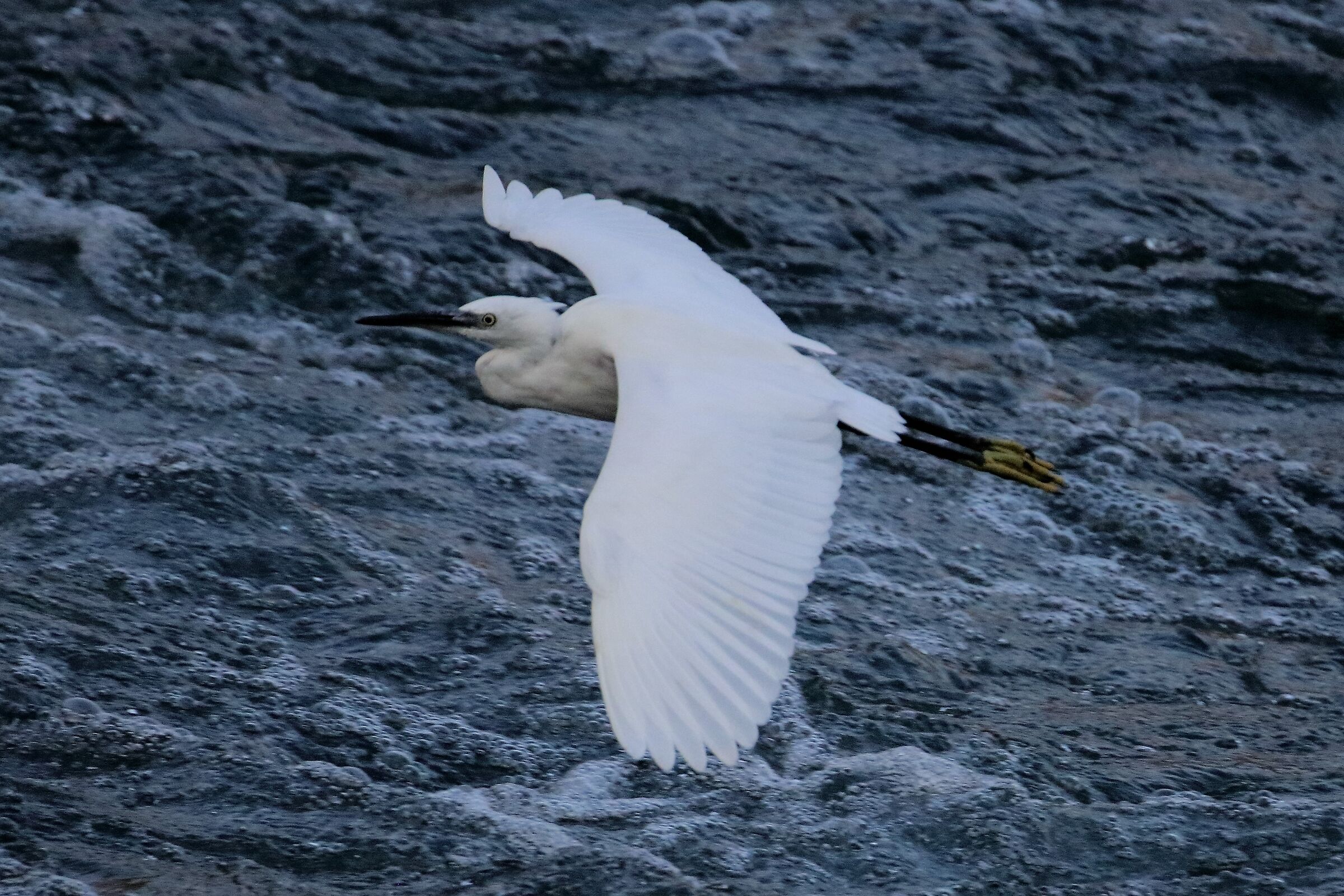 egret