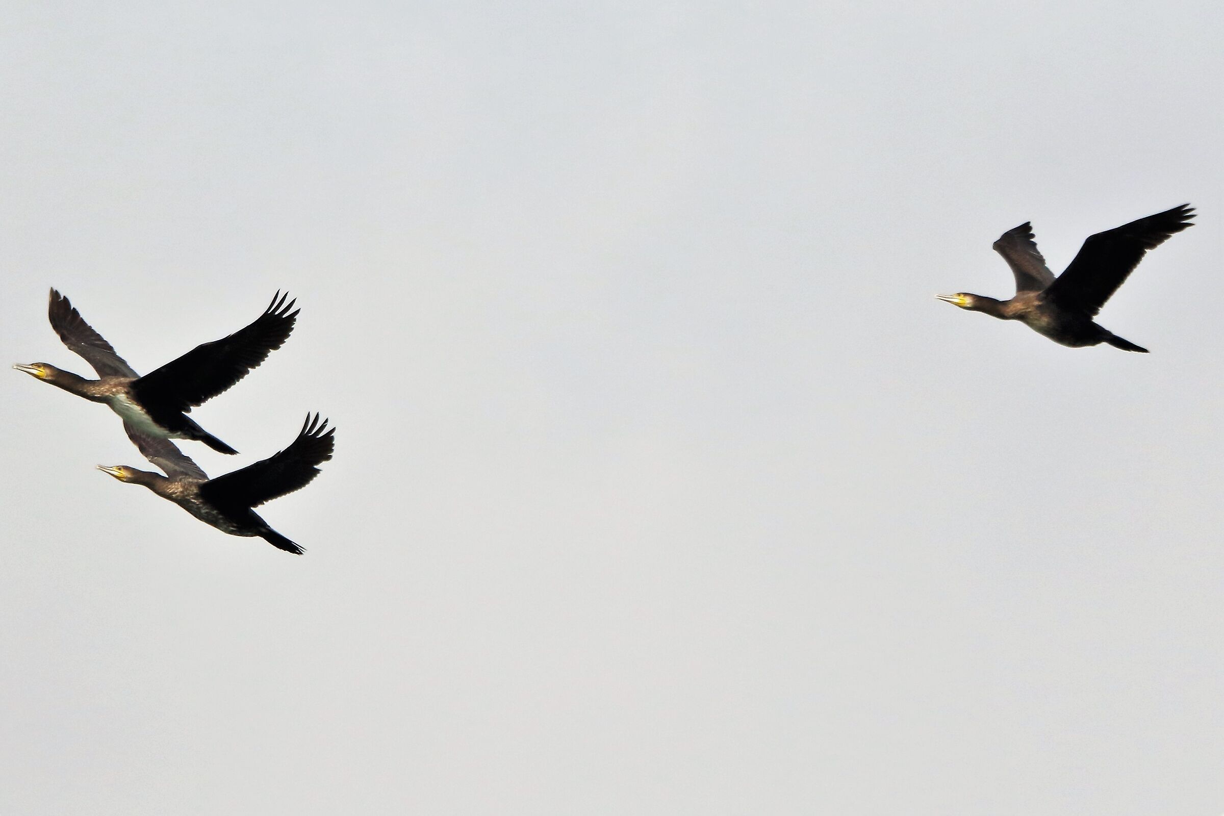 cormorants