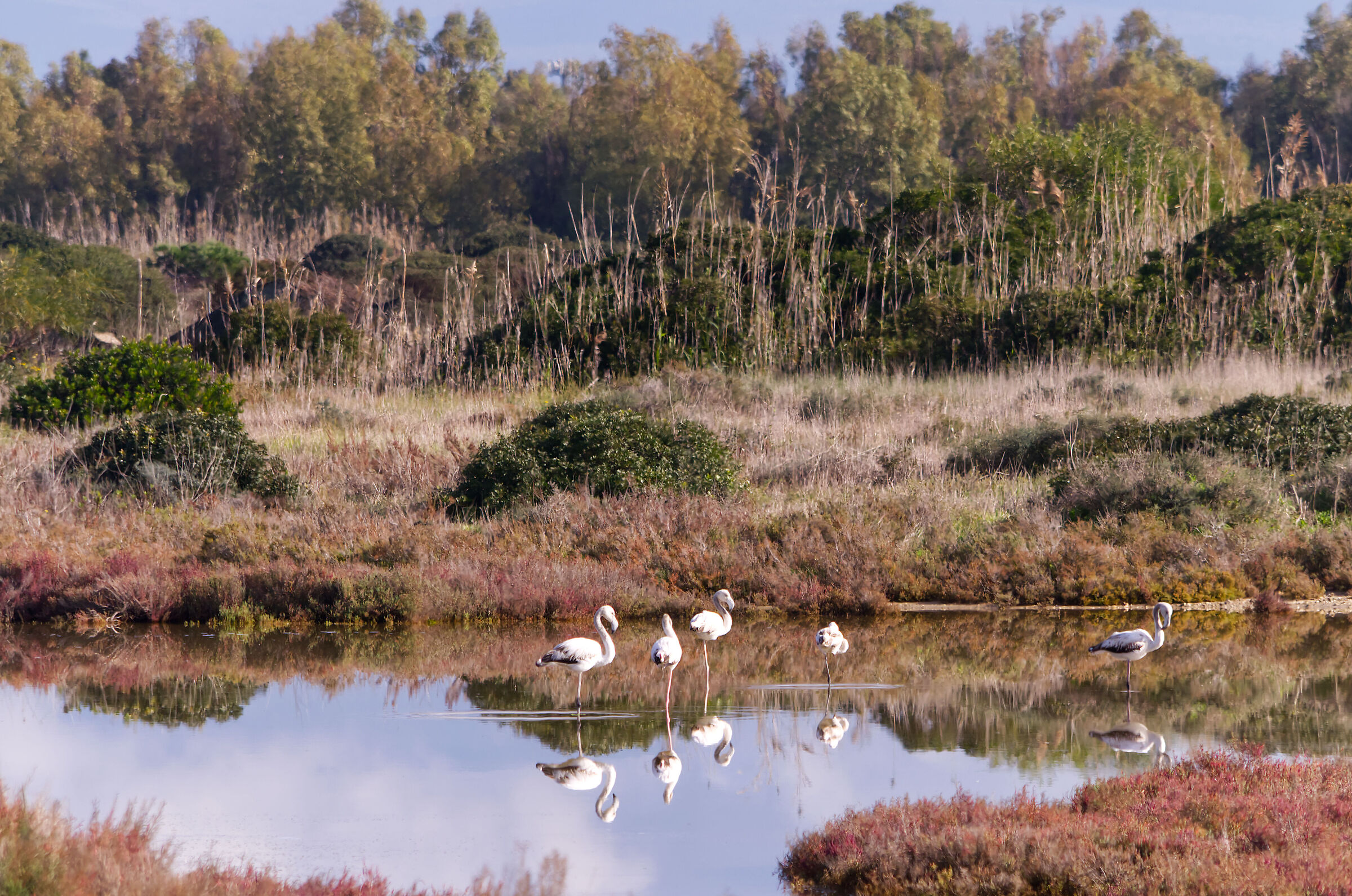 Marceddì, fenicotteri