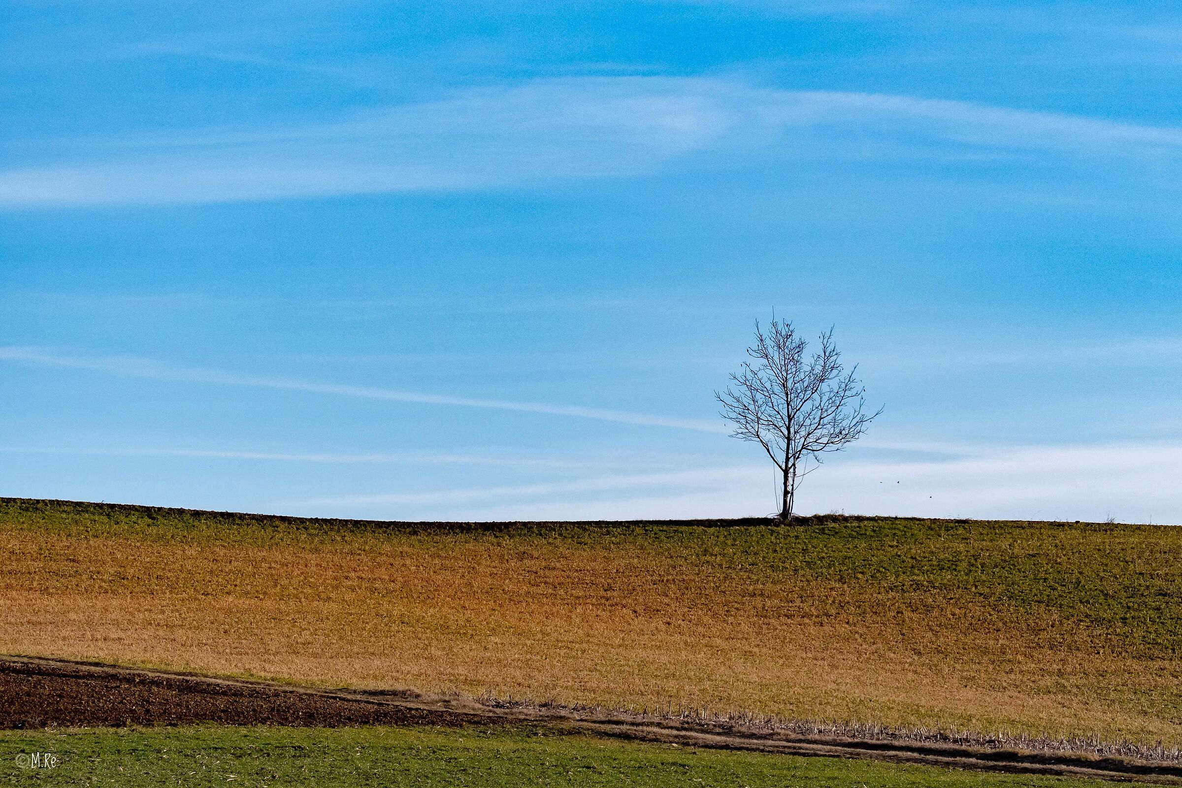 Lonely tree