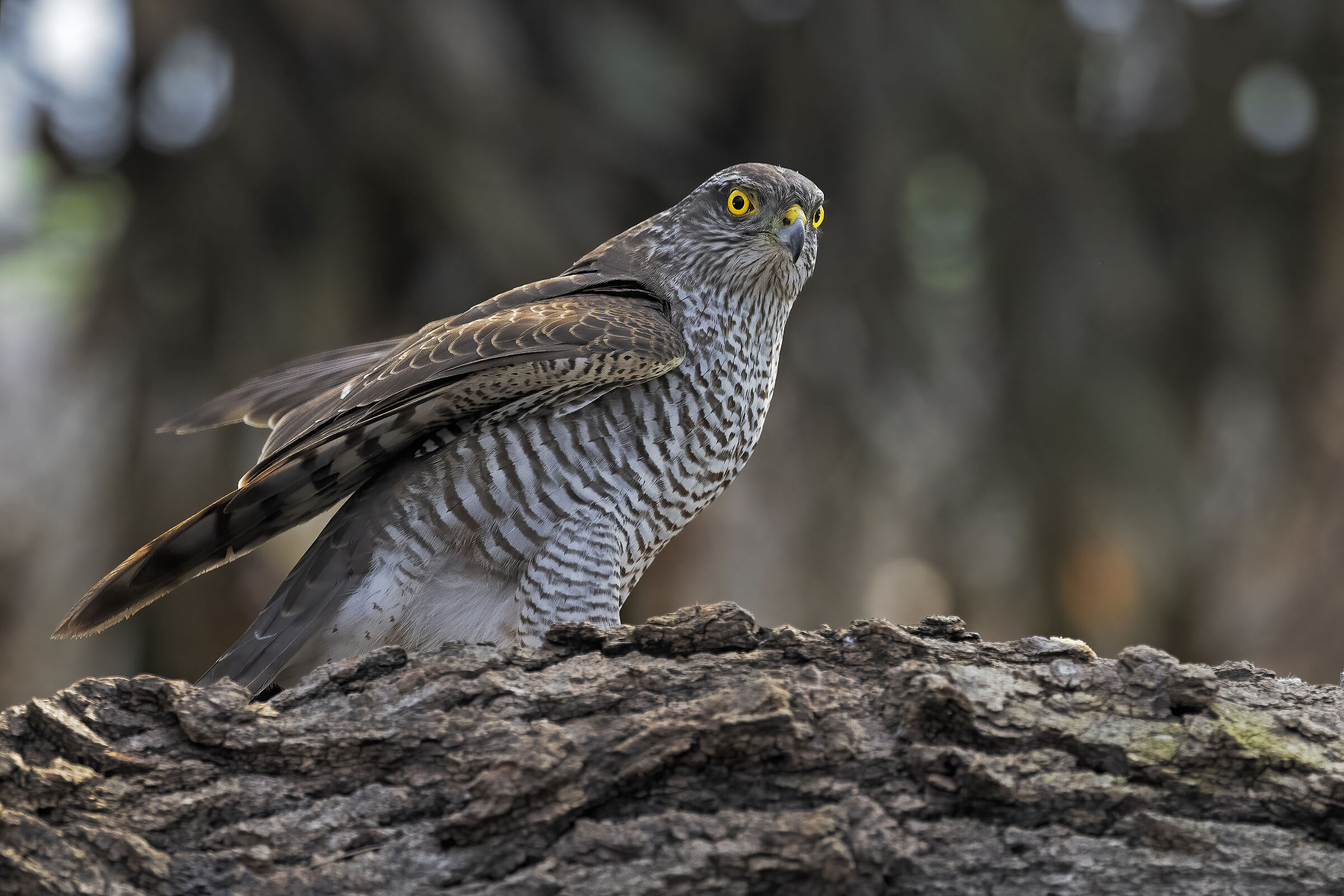 Female sparrowhawk