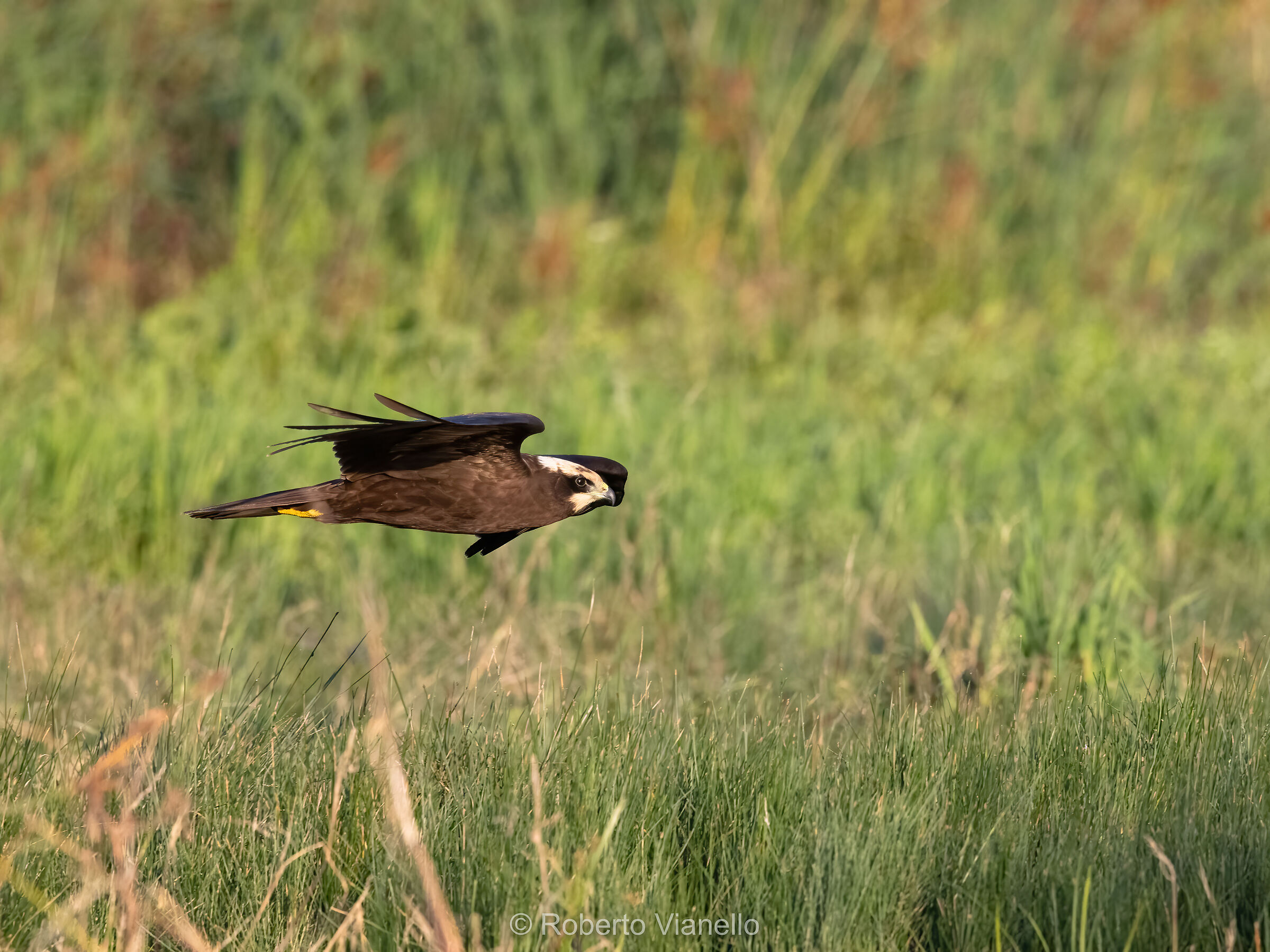 Falco di palude giovane (Circus aeruginosus)