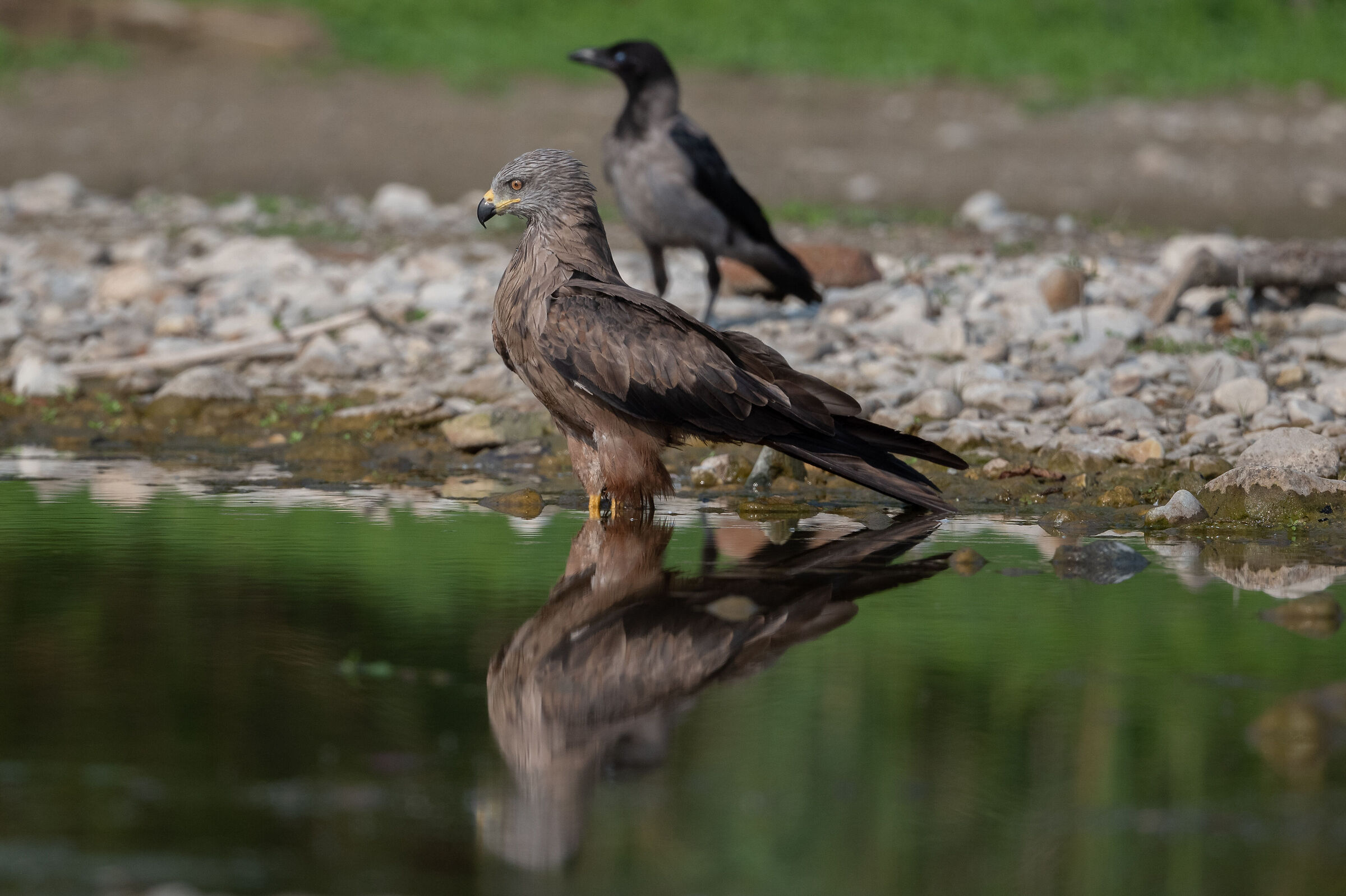 nibbio bruno allo specchio....