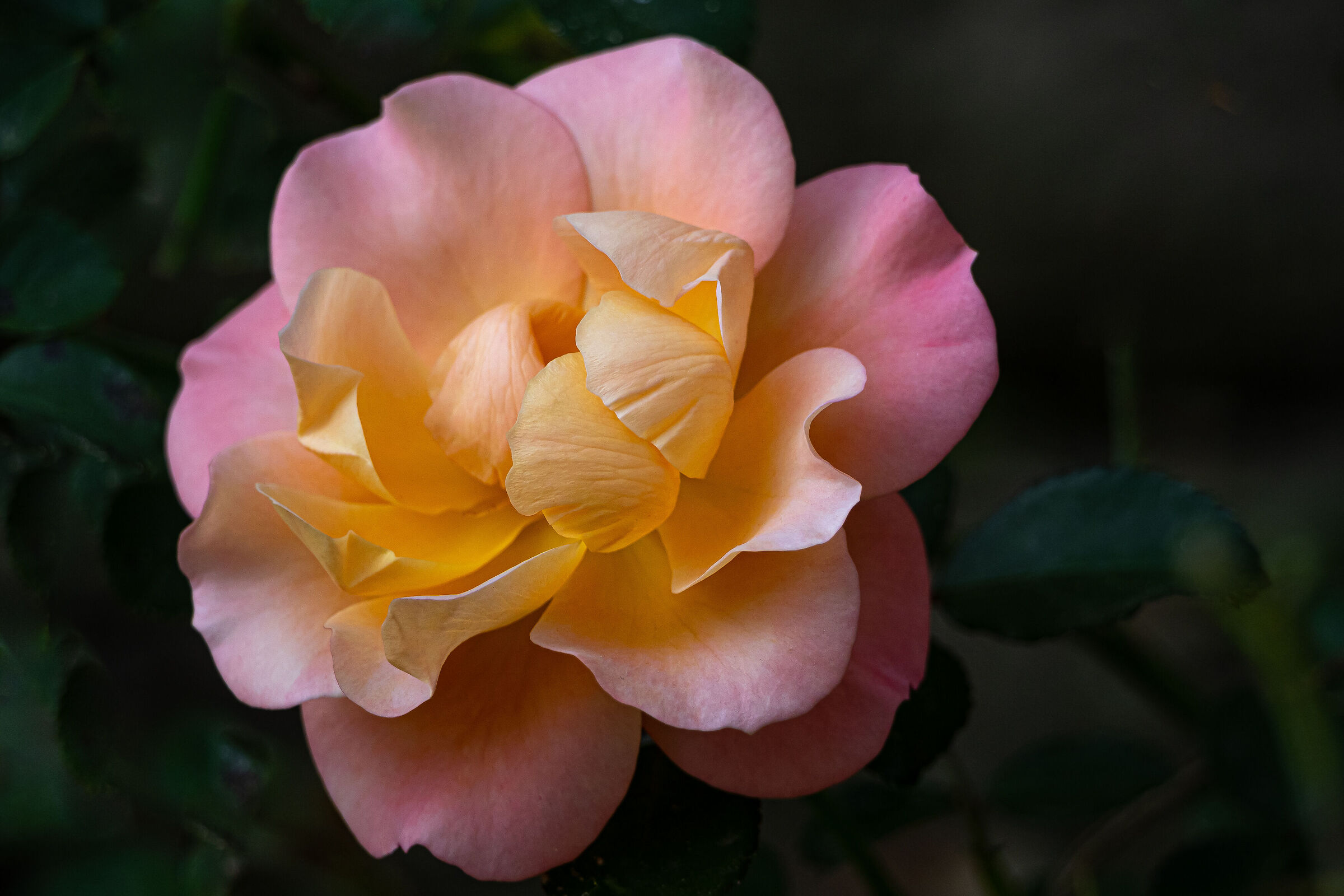 Delicate shades of color.....