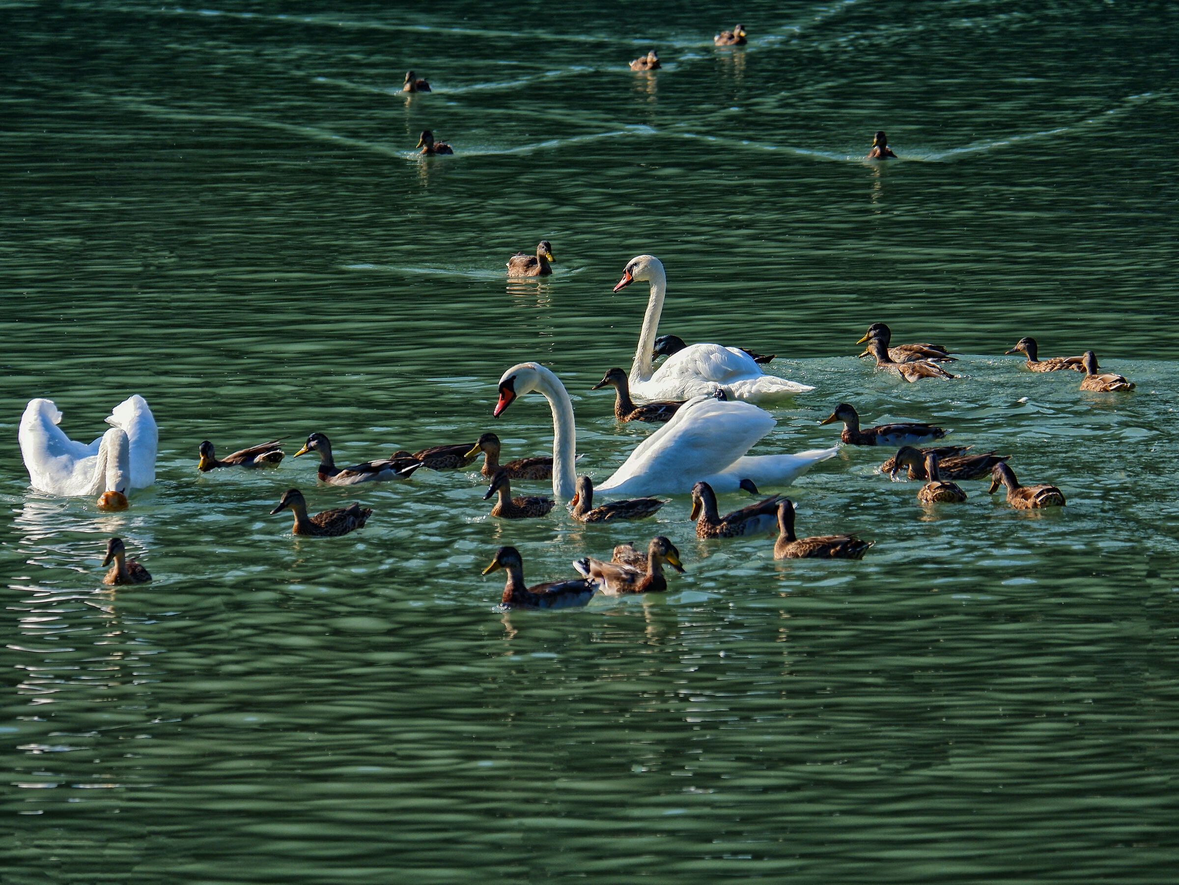 Assembramenti nel Lago di Alleghe