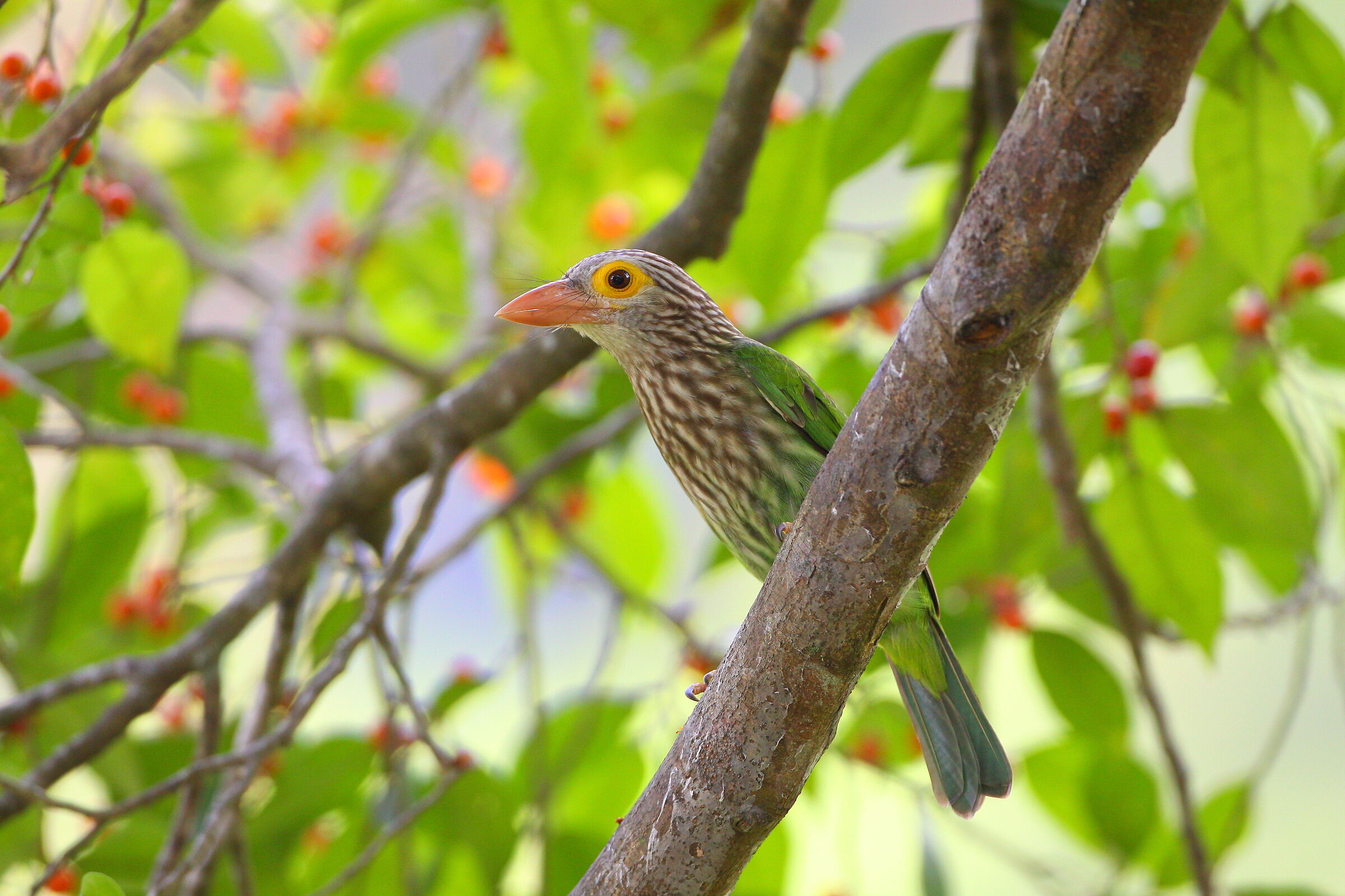 Asiatica Barbet