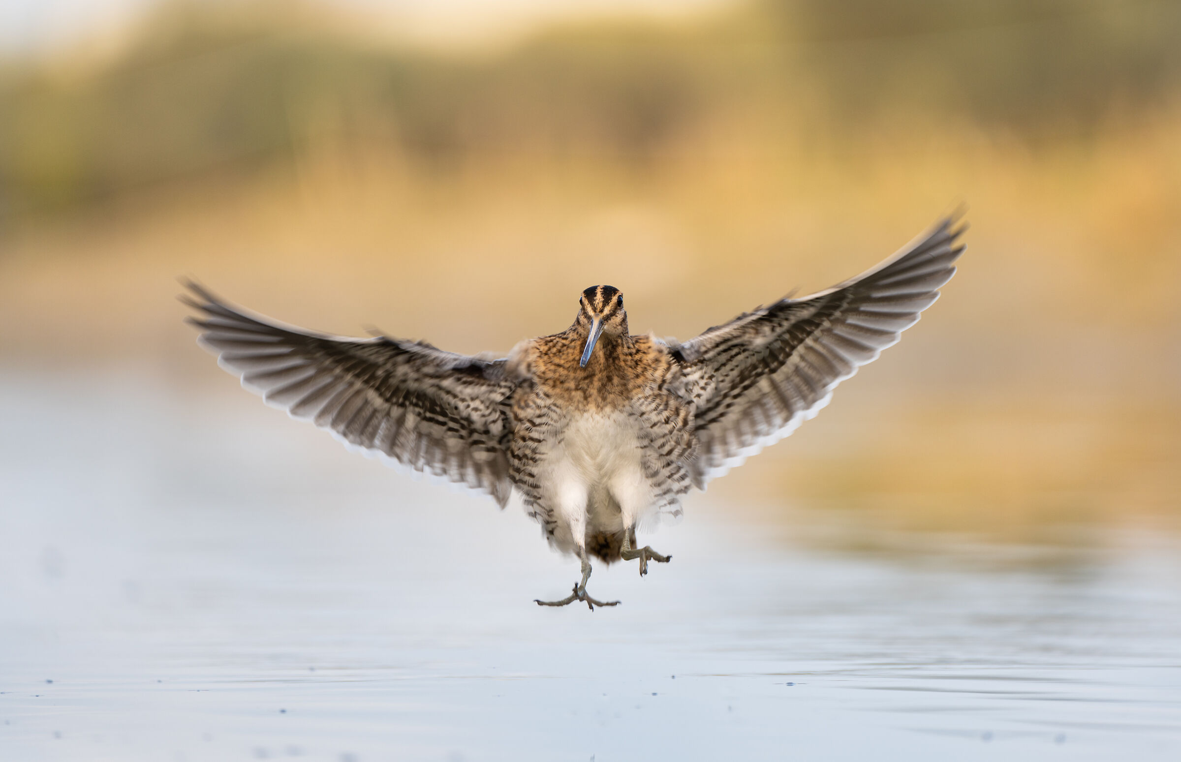 Beccaccino atterraggio