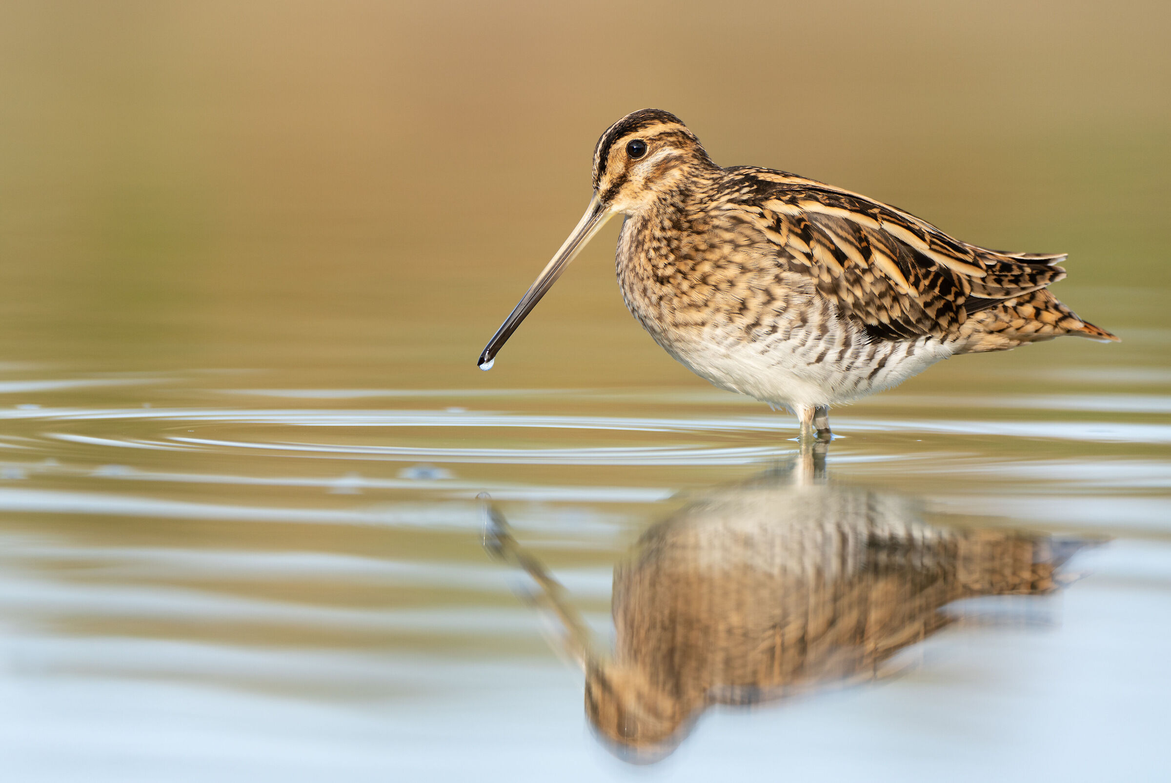 snipe