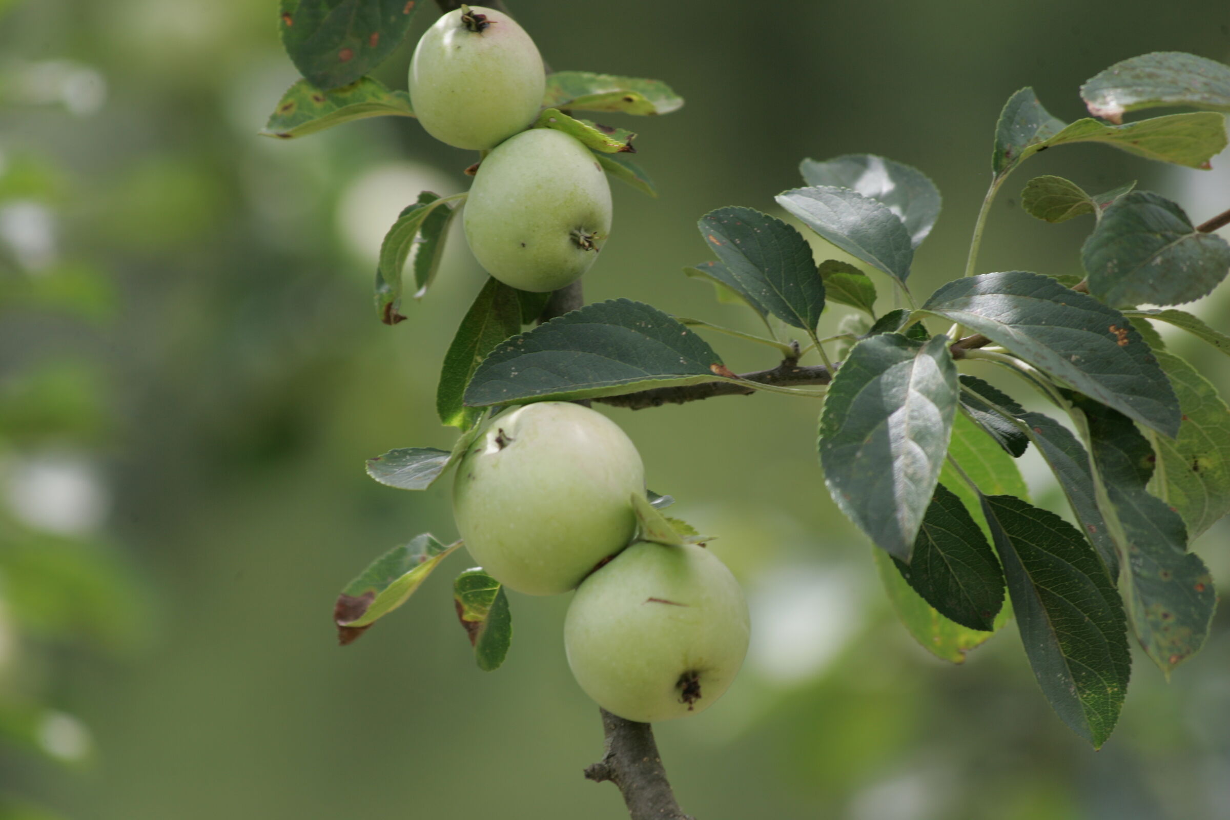 Wild apples