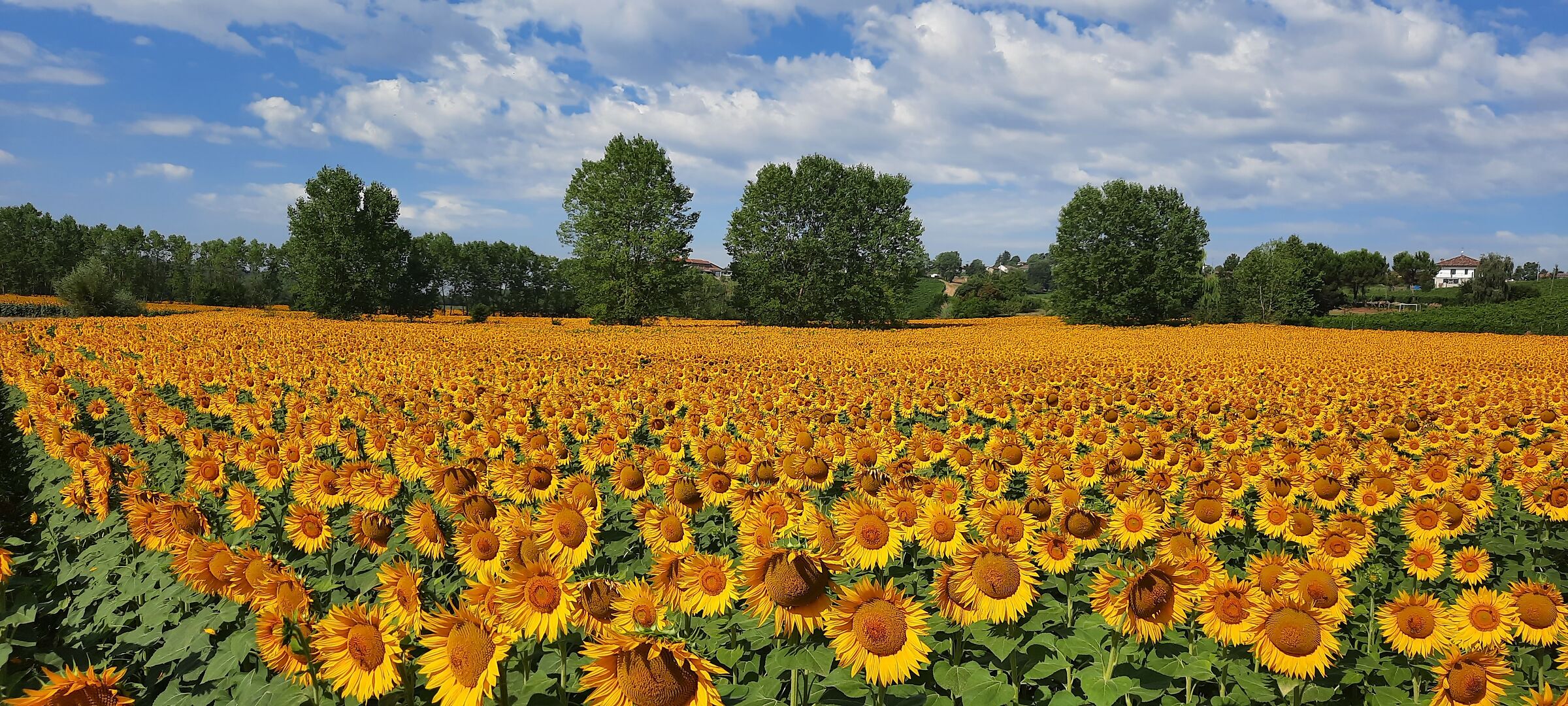 campo di girasoli