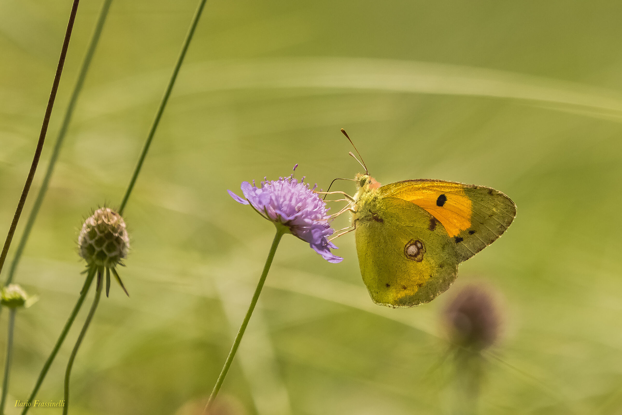 Colias crocea