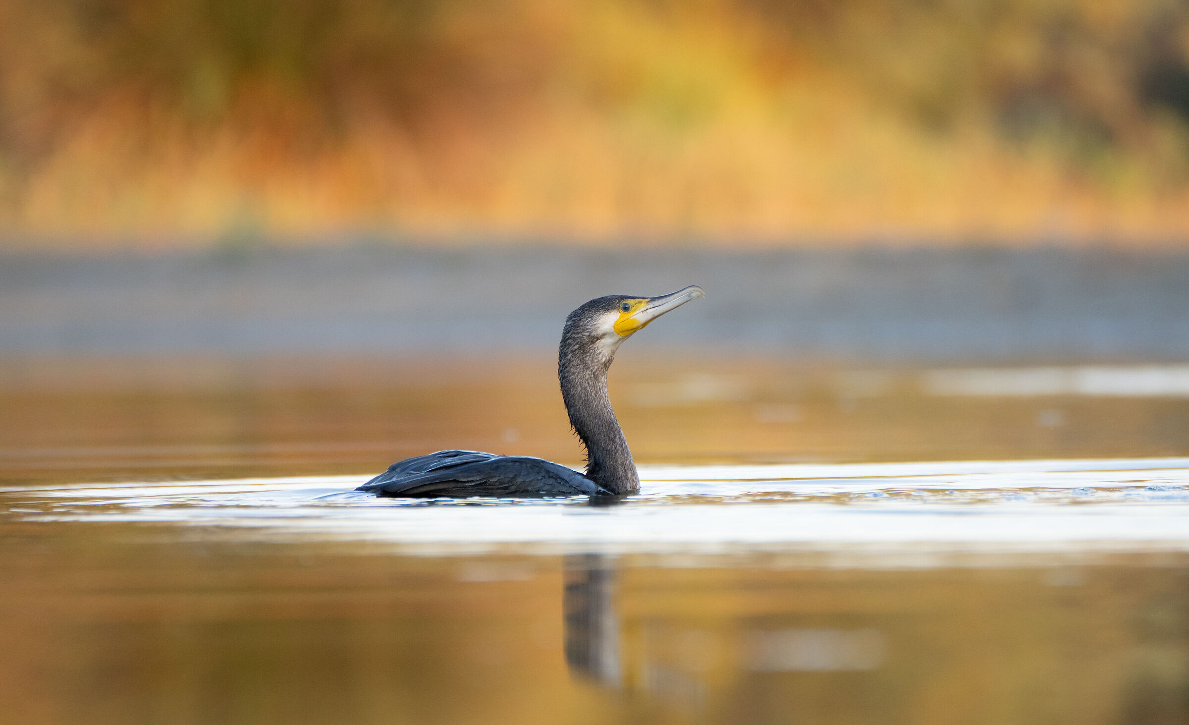 Cormorano