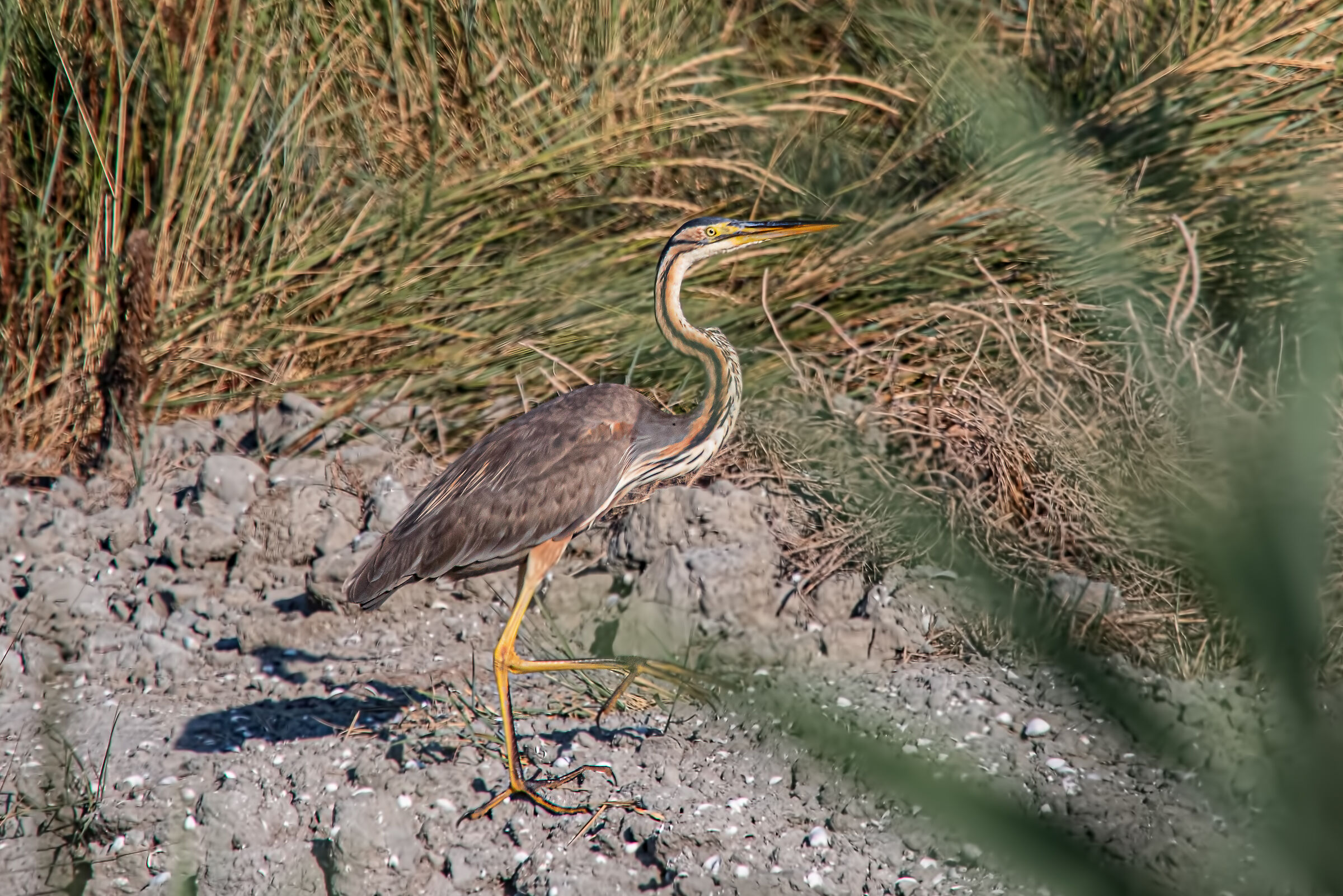 purple heron