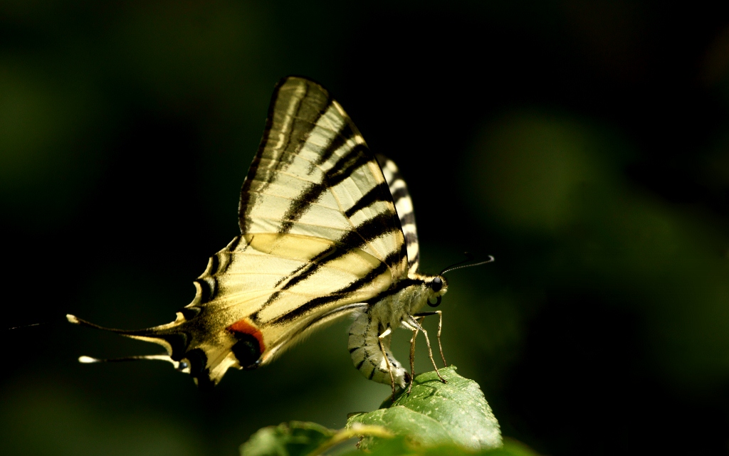 swallowtail