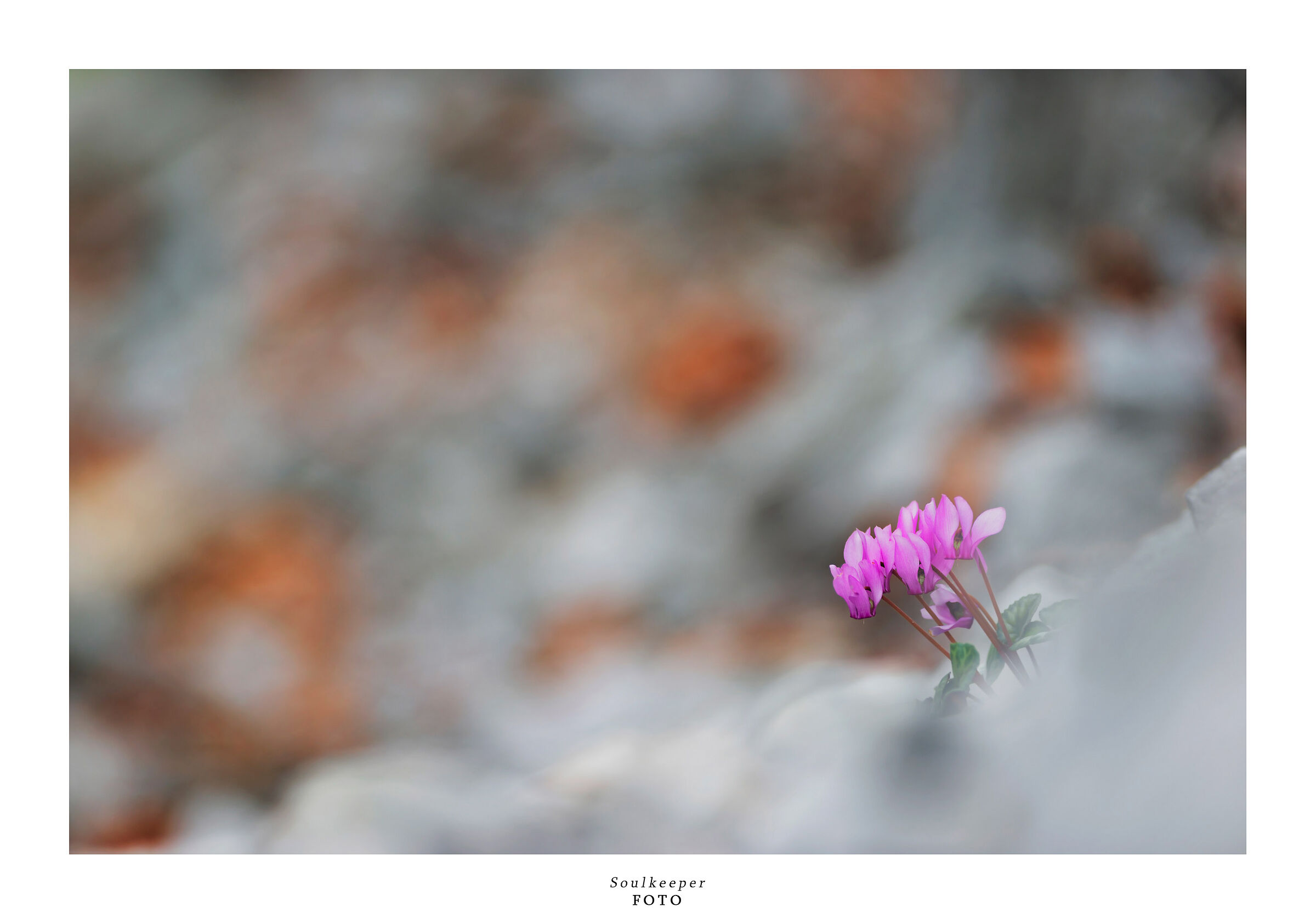 Ciclamini. I fiori d'autunno.