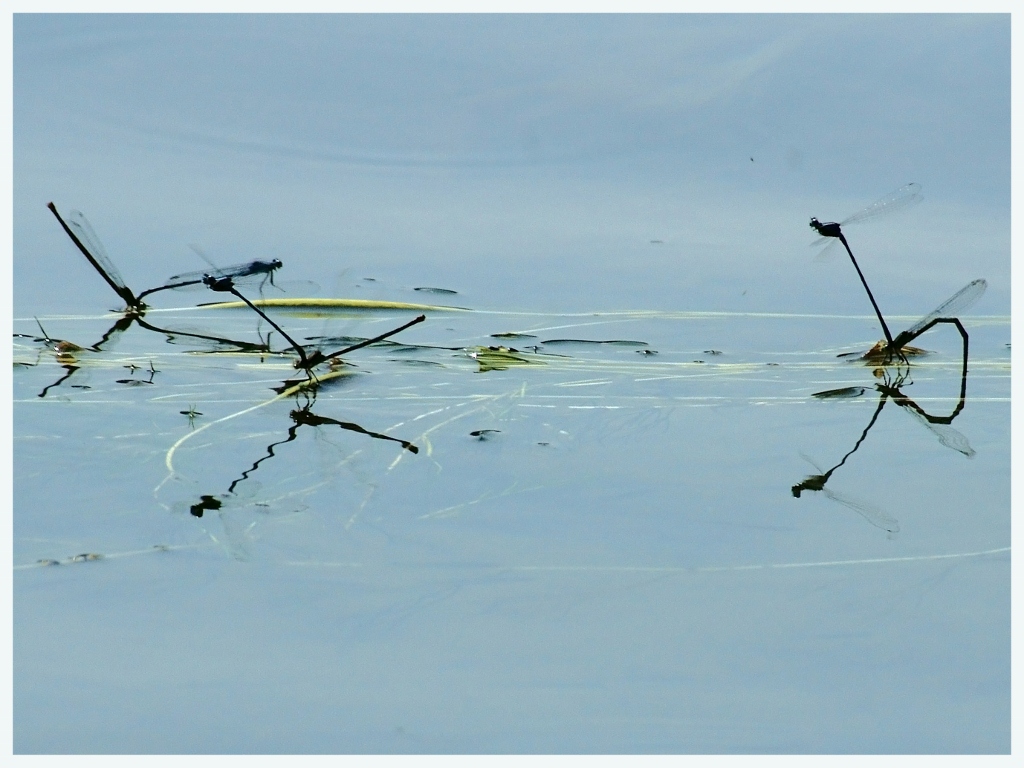 bridesmaids sull'Adda