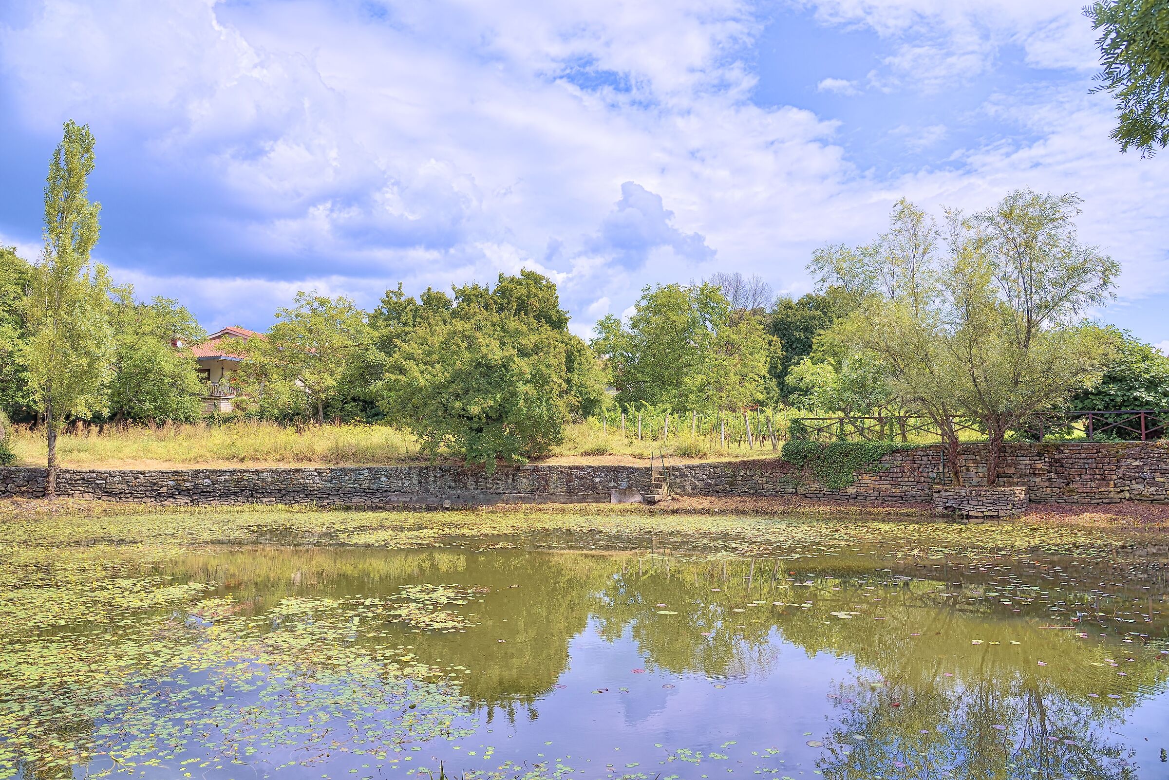 Late summer at the pond