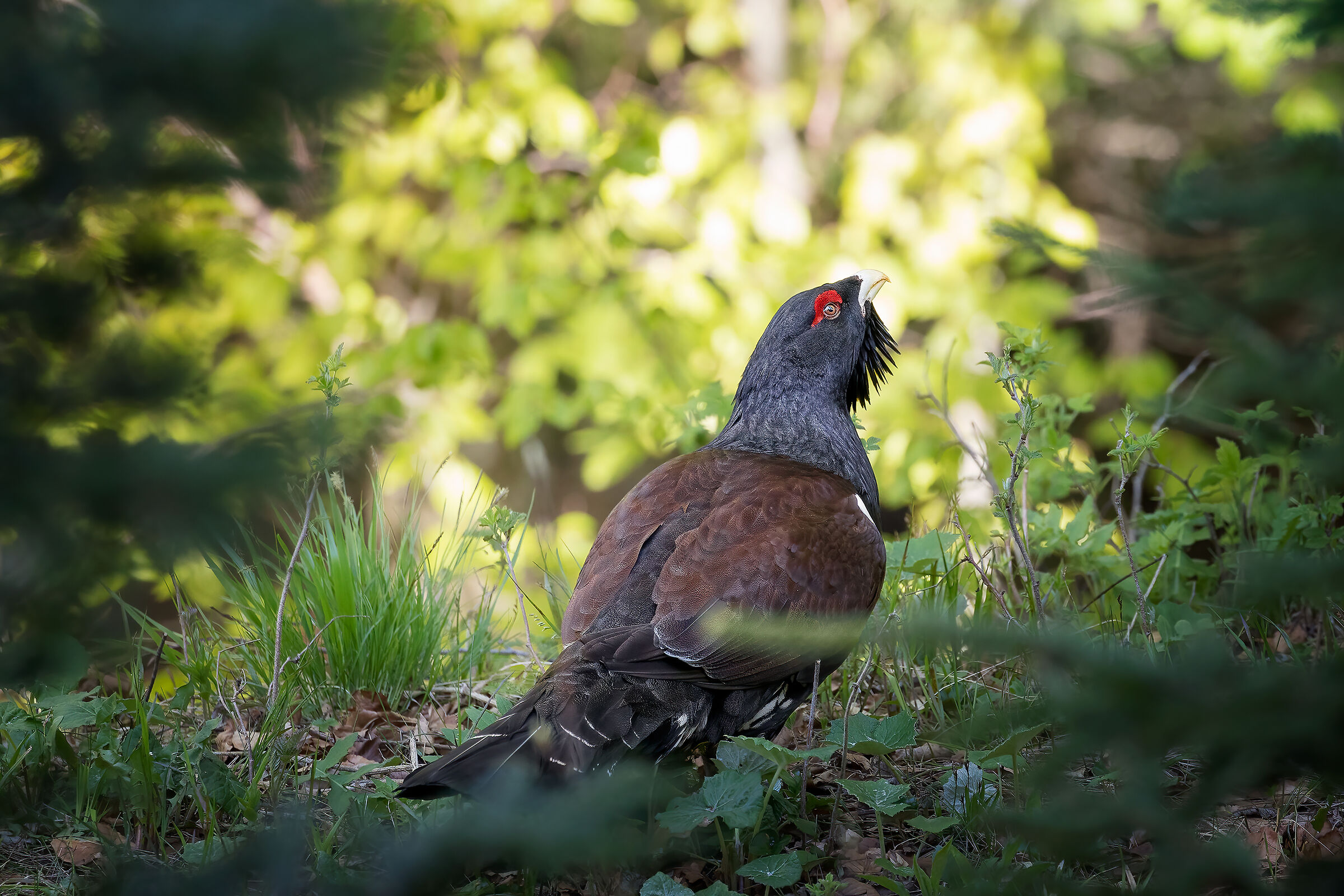 In the thick of the forest...