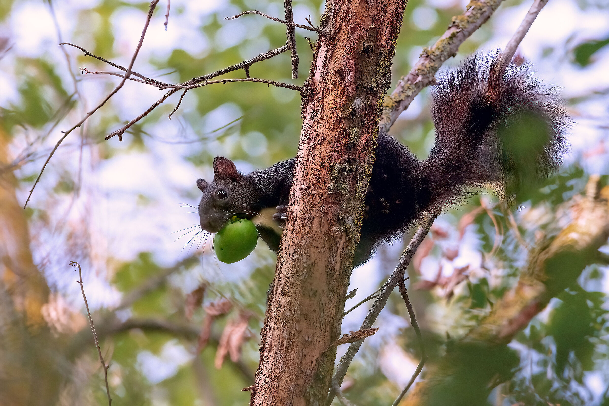 Lo scoiattolo e la noce