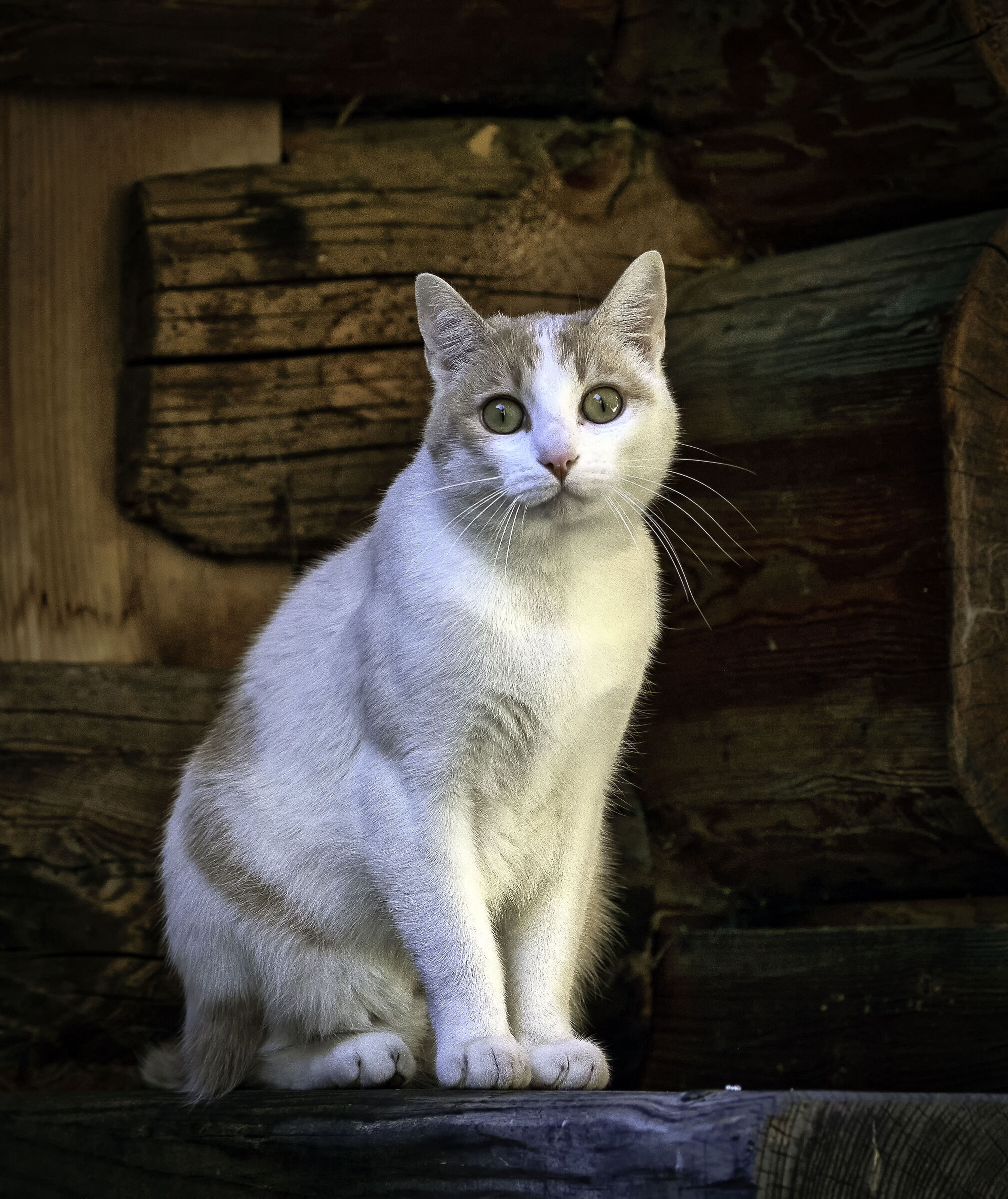Wild among the wood