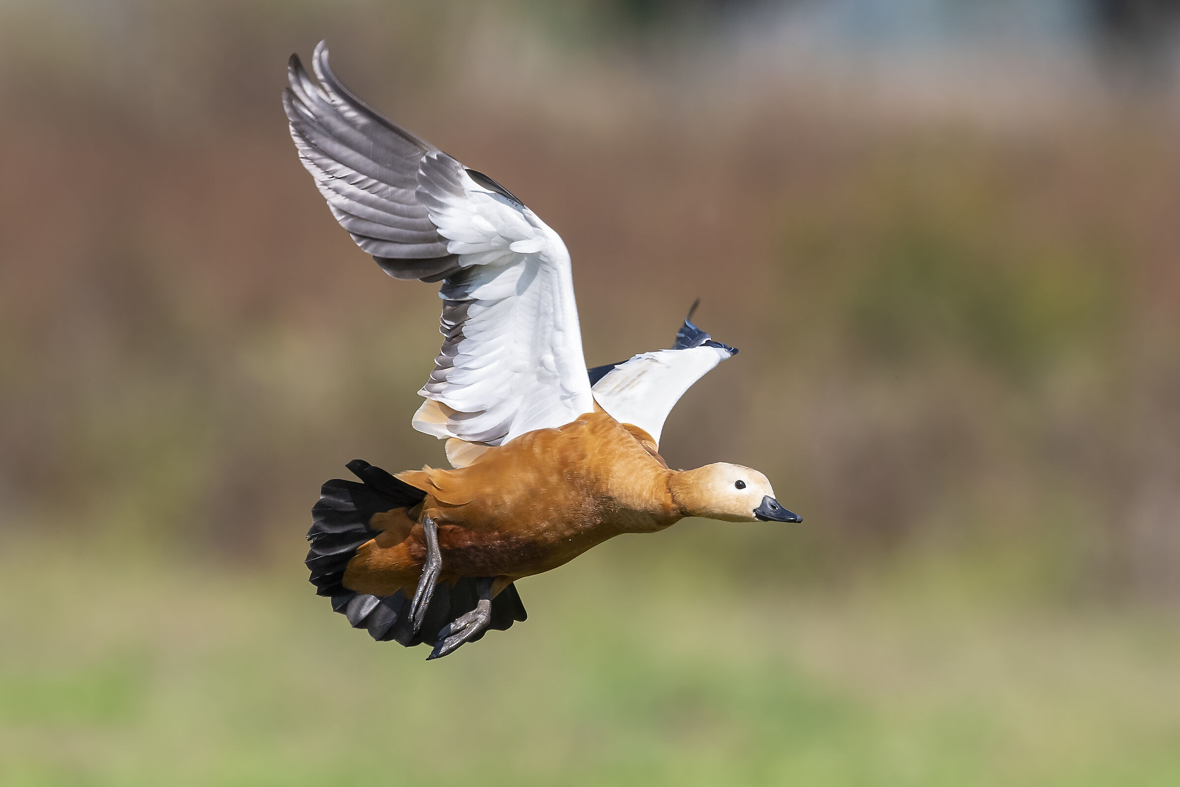 Ruddy shelduck