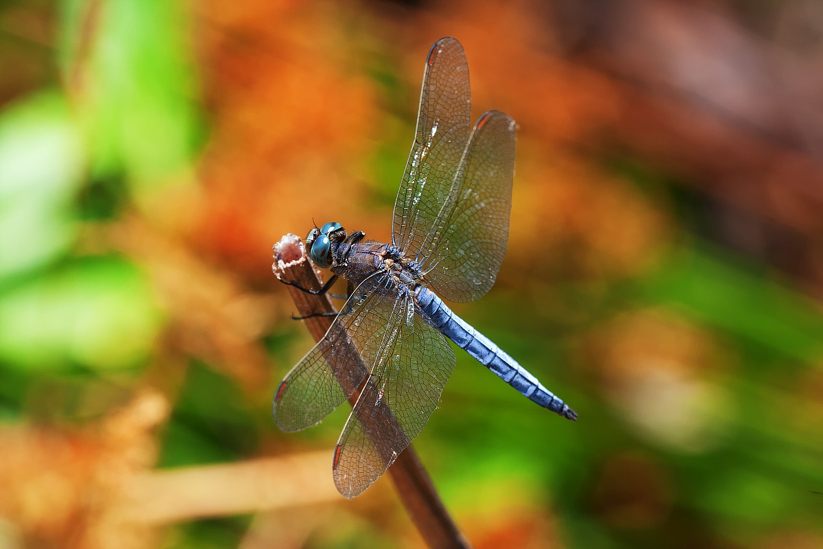 dragonfly