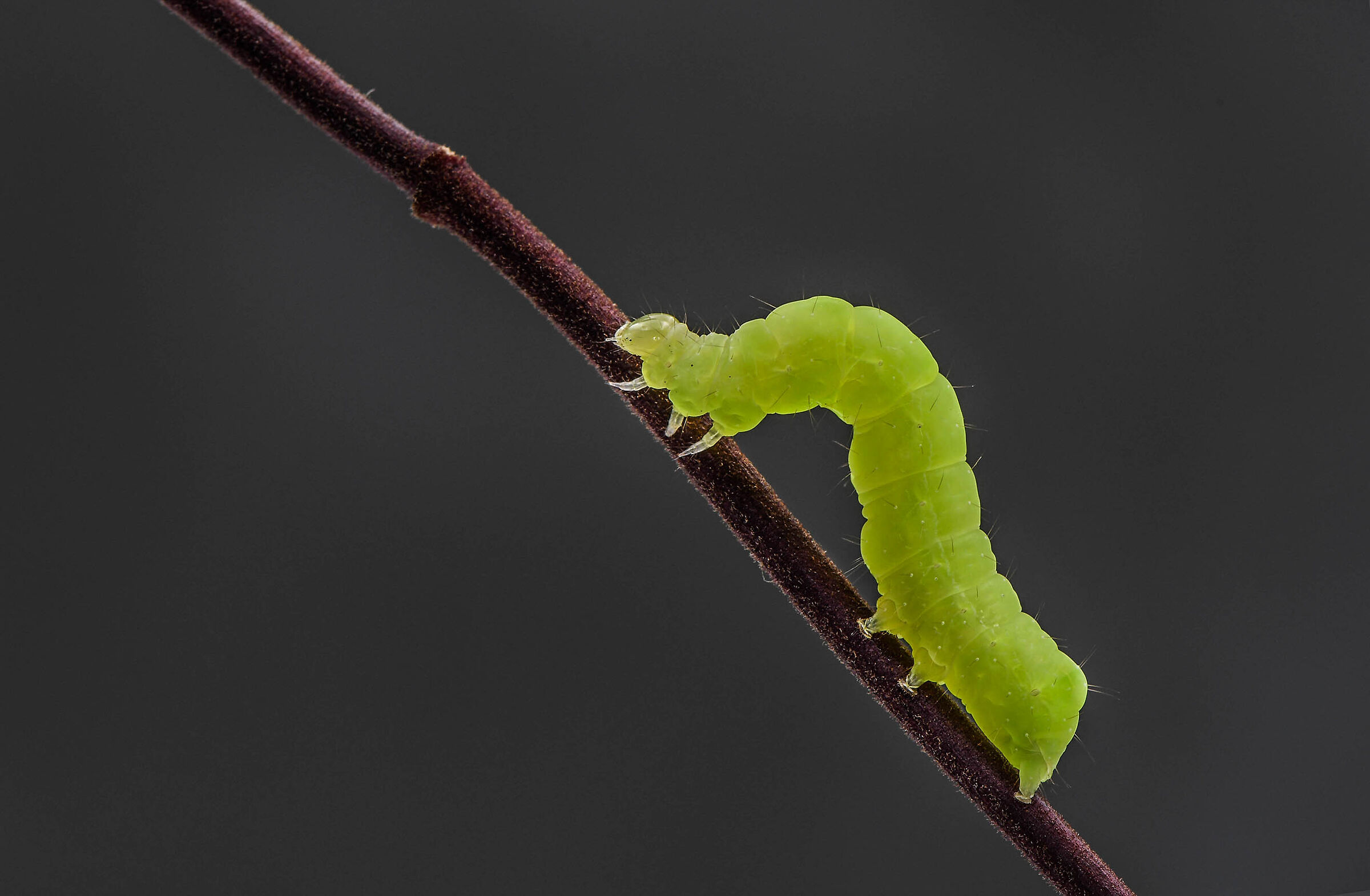 Caterpillar eats leaves.