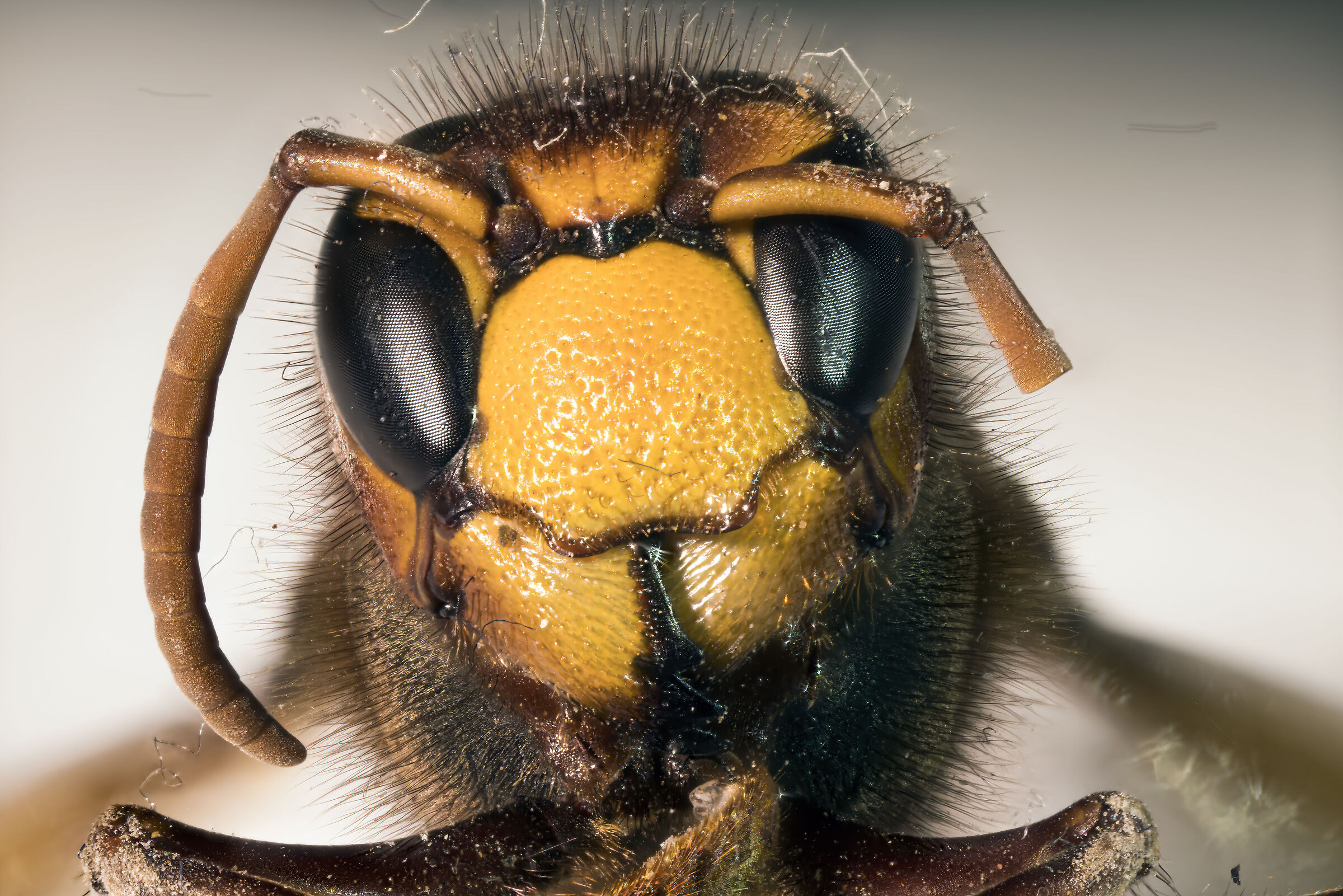 Ritratto di calabrone